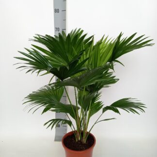 Livistona Rotundifolia en pot Ø17cm  Hauteur 70cm. Plante verte type Livistona Rotundifolia, livrée en pot, idéale pour intérieur lumineux.