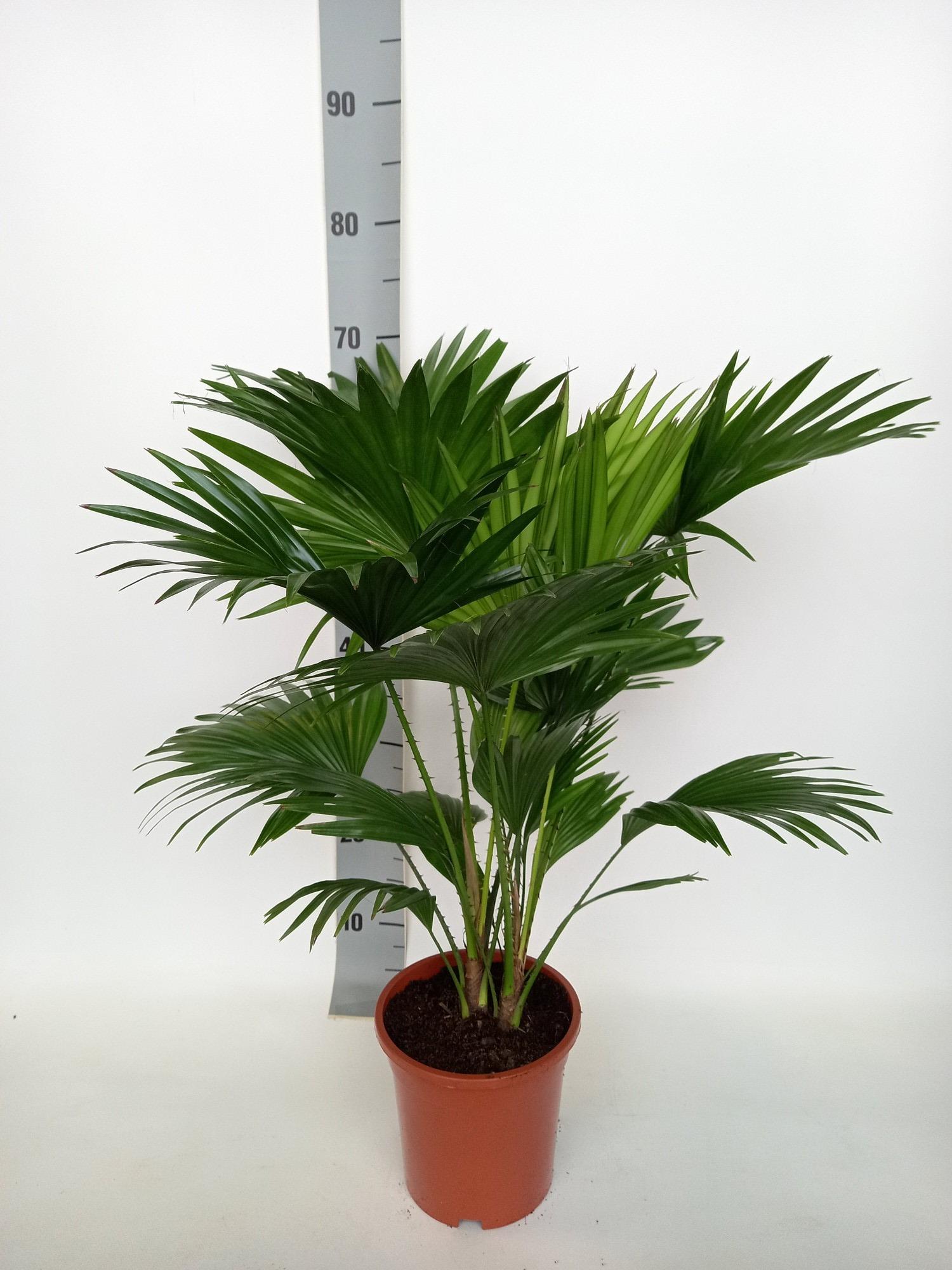 Livistona Rotundifolia en pot Ø17cm  Hauteur 70cm. Plante verte type Livistona Rotundifolia, livrée en pot, idéale pour intérieur lumineux.