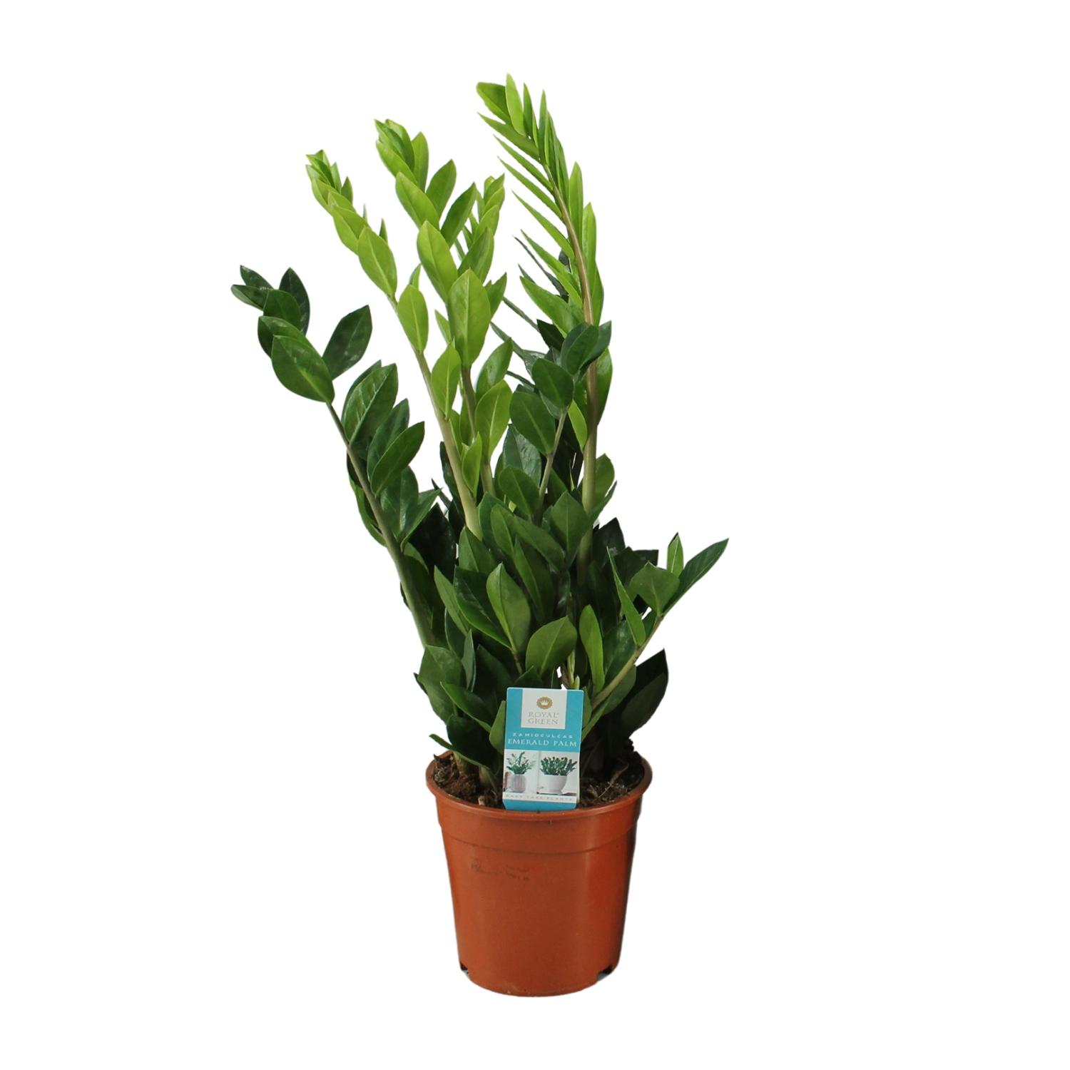 Zamioculcas Zamiifolia en pot Ø17cm  Hauteur 65cm. Plante verte type Zamioculcas Zamiifolia, livrée en pot, idéale pour intérieur lumineux.