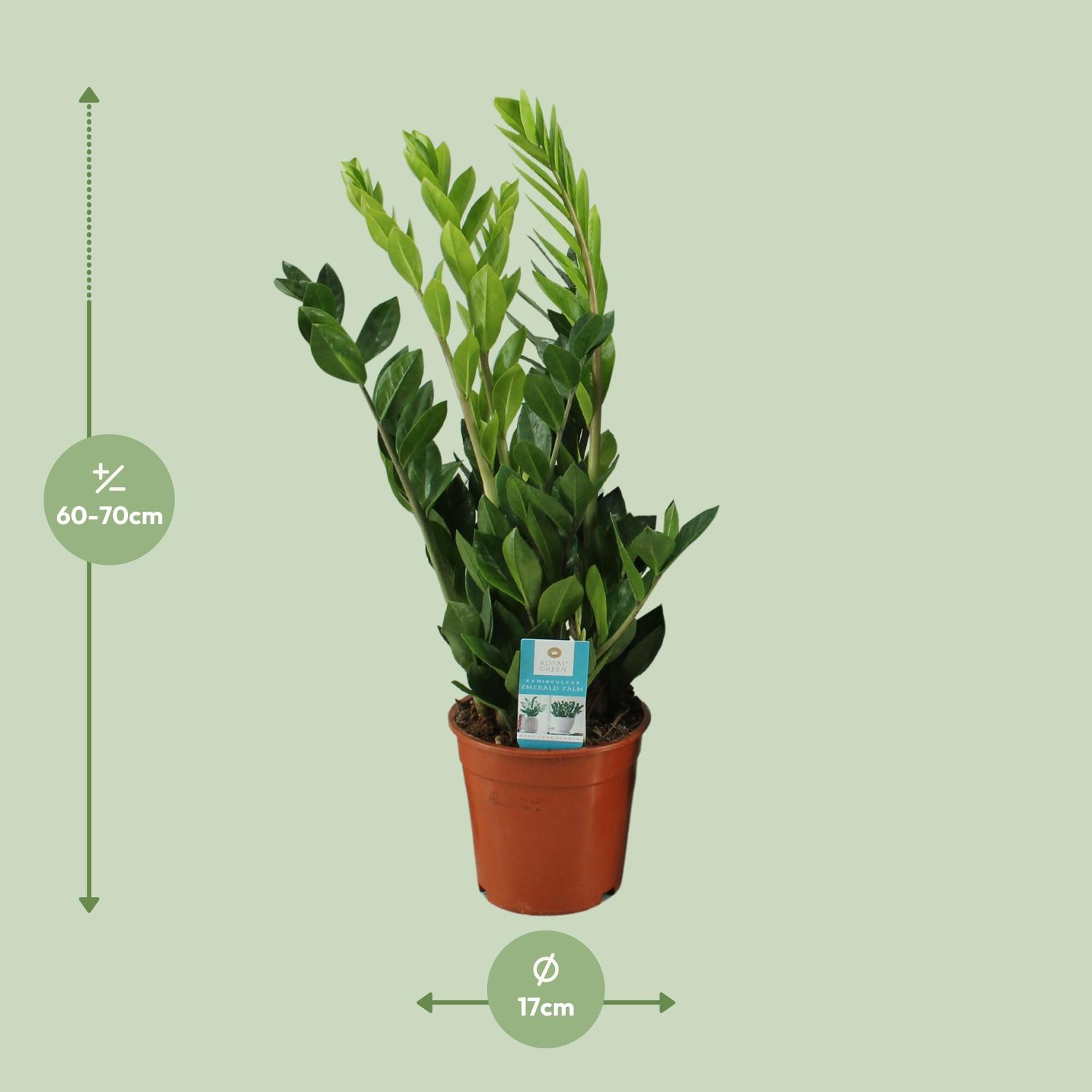 Zamioculcas Zamiifolia en pot Ø17cm  Hauteur 65cm. Plante verte type Zamioculcas Zamiifolia, livrée en pot, idéale pour intérieur lumineux. – Image 2