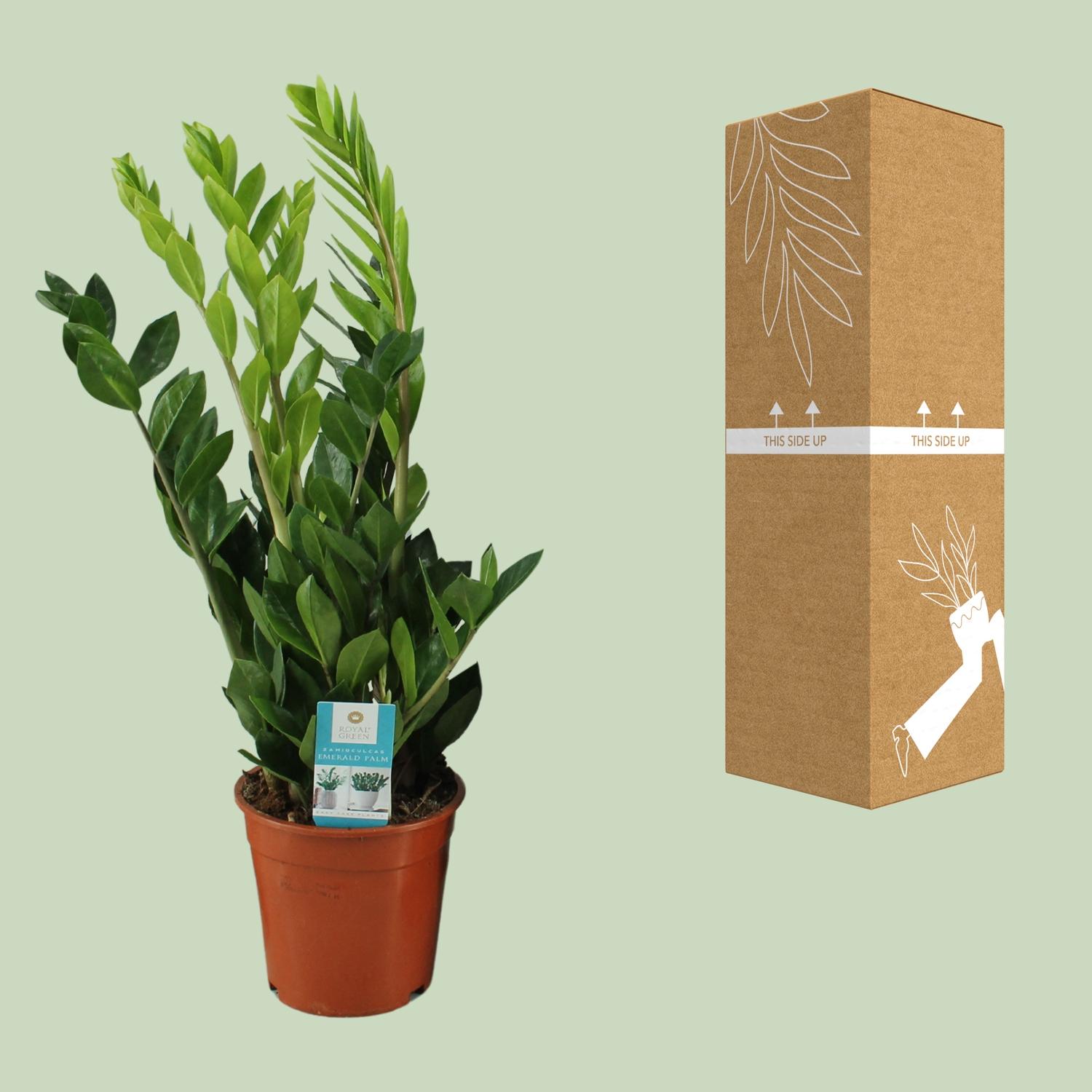 Zamioculcas Zamiifolia en pot Ø17cm  Hauteur 65cm. Plante verte type Zamioculcas Zamiifolia, livrée en pot, idéale pour intérieur lumineux. – Image 3