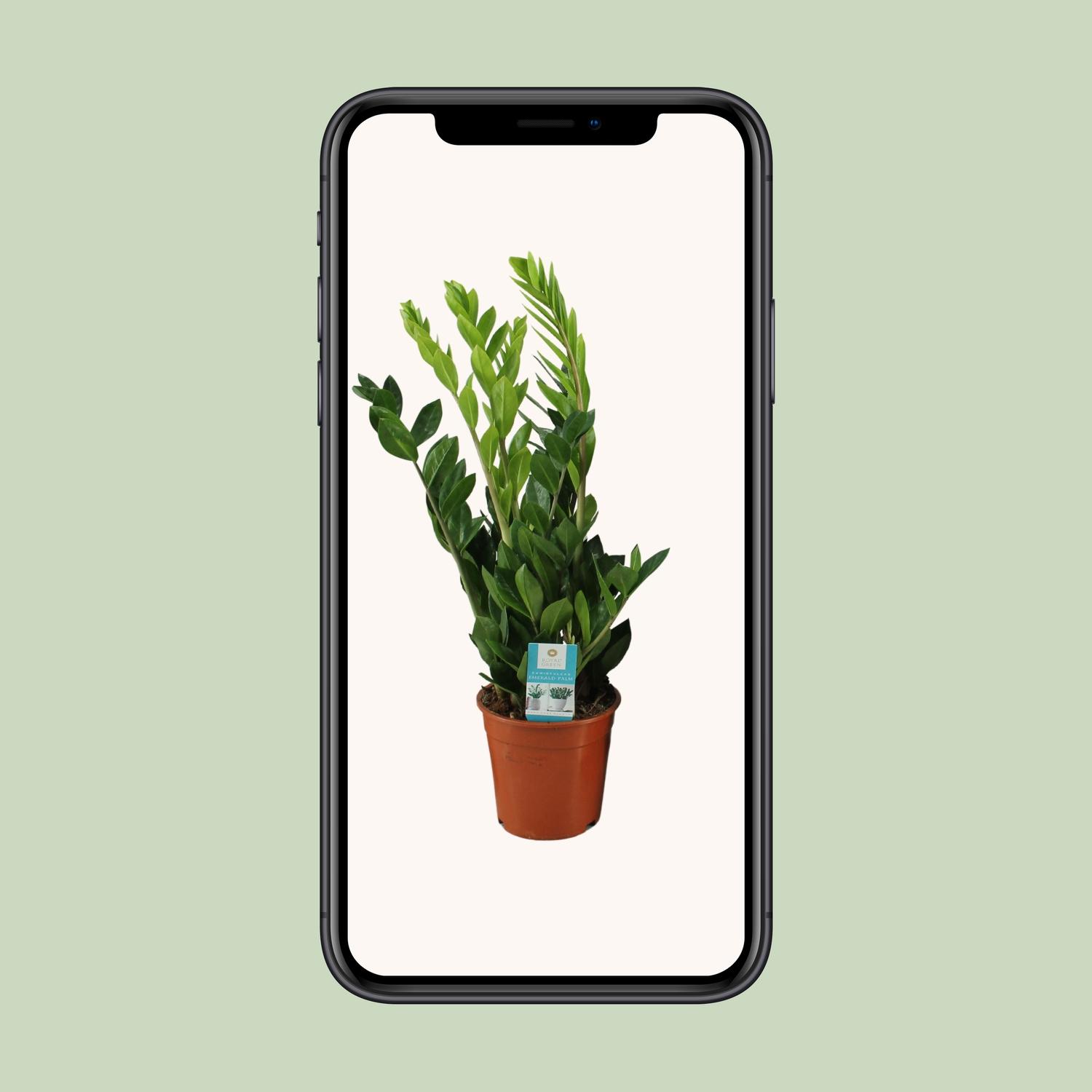 Zamioculcas Zamiifolia en pot Ø17cm  Hauteur 65cm. Plante verte type Zamioculcas Zamiifolia, livrée en pot, idéale pour intérieur lumineux. – Image 4