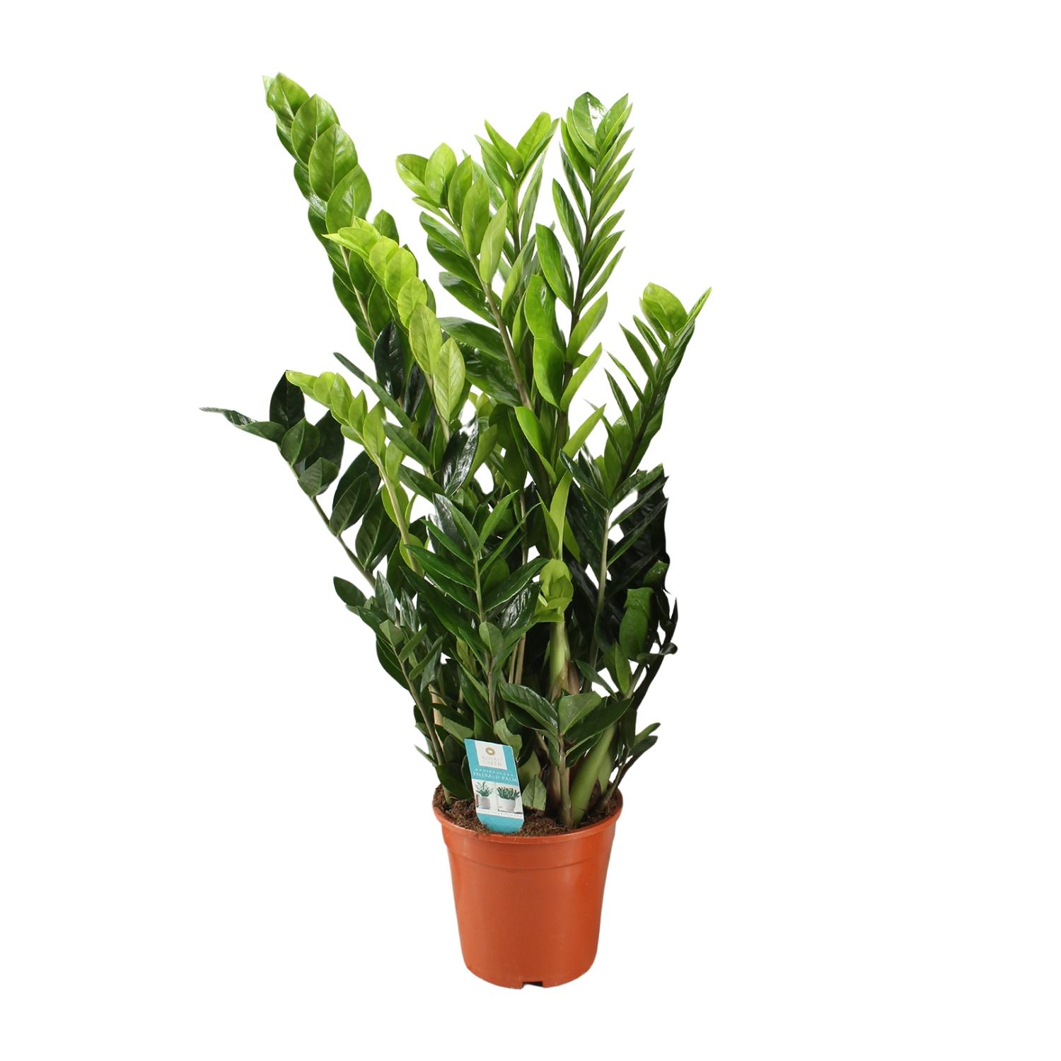 Zamioculcas Zamiifolia en pot Ø21cm  Hauteur 95cm. Plante verte type Zamioculcas Zamiifolia, livrée en pot, idéale pour intérieur lumineux.
