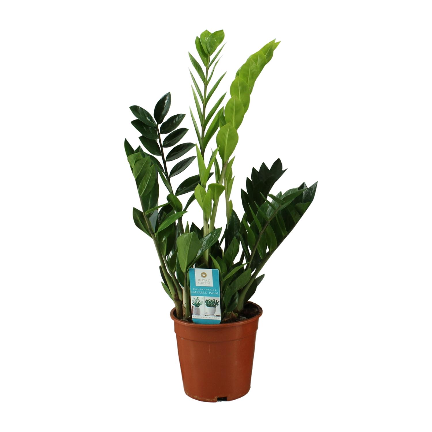 Zamioculcas Zamiifolia en pot Ø17cm  Hauteur 65cm. Plante verte type Zamioculcas Zamiifolia, livrée en pot, idéale pour intérieur lumineux.