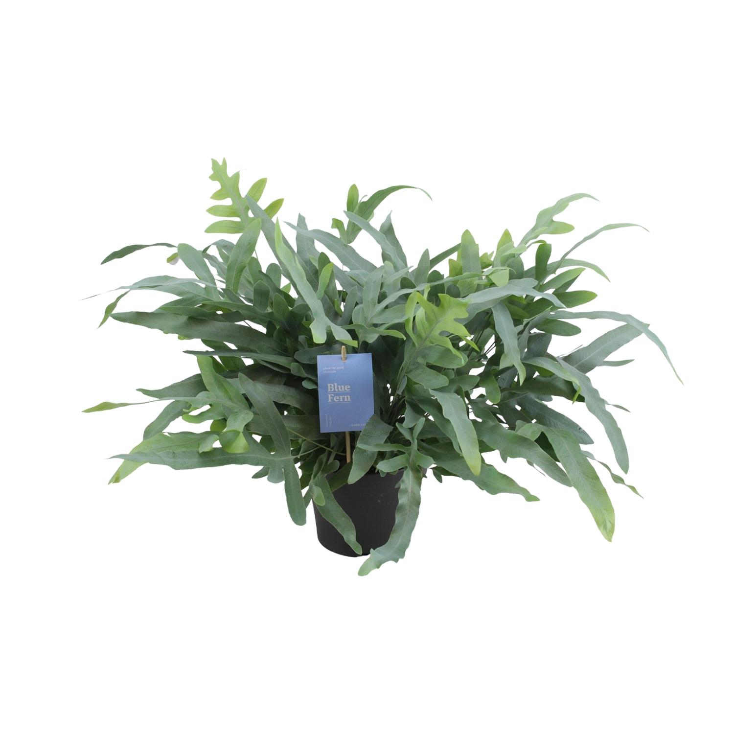 Phlebodium Aureum Blue Star en pot Ø17cm  Hauteur 50cm. Plante verte type Phlebodium Aureum Blue Star, livrée en pot, idéale pour intérieur lumineux.