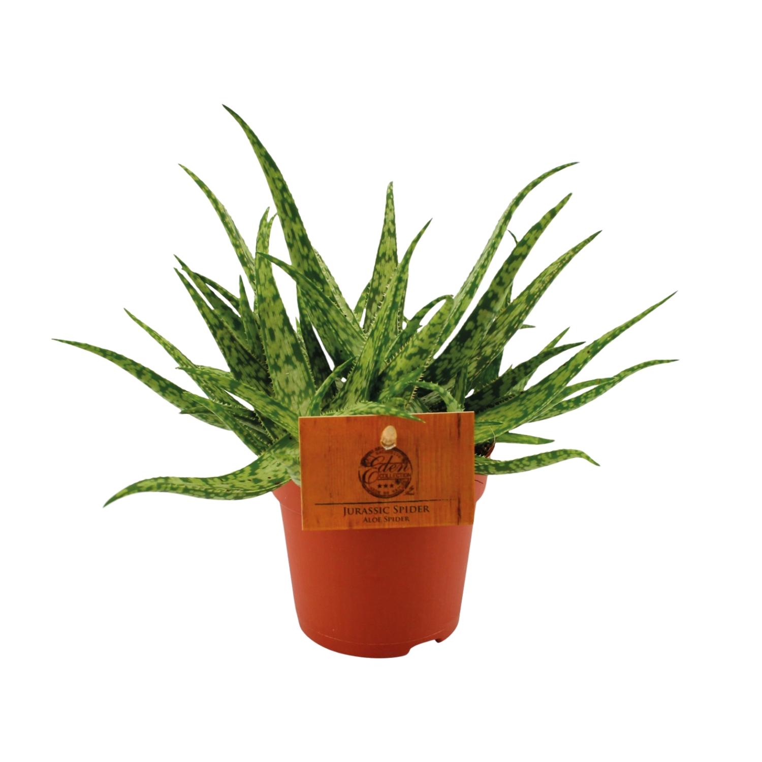 Aloe Spider en pot Ø10cm  Hauteur 15cm. Plante verte type Aloe Spider, livrée en pot, idéale pour intérieur lumineux.