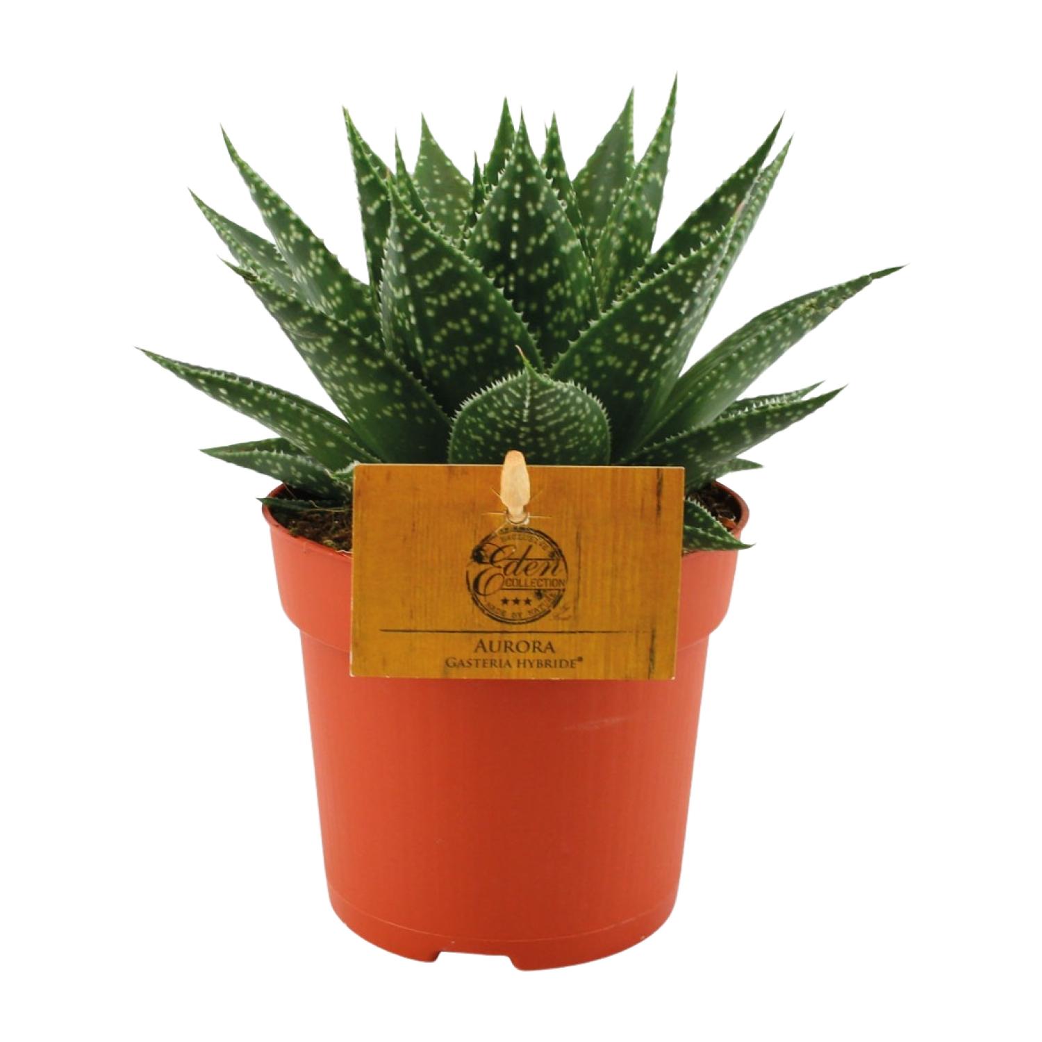 Gasteria Hybride Aurora en pot Ø11cm  Hauteur 15cm. Plante verte type Gasteria Hybride Aurora, livrée en pot, idéale pour intérieur lumineux.