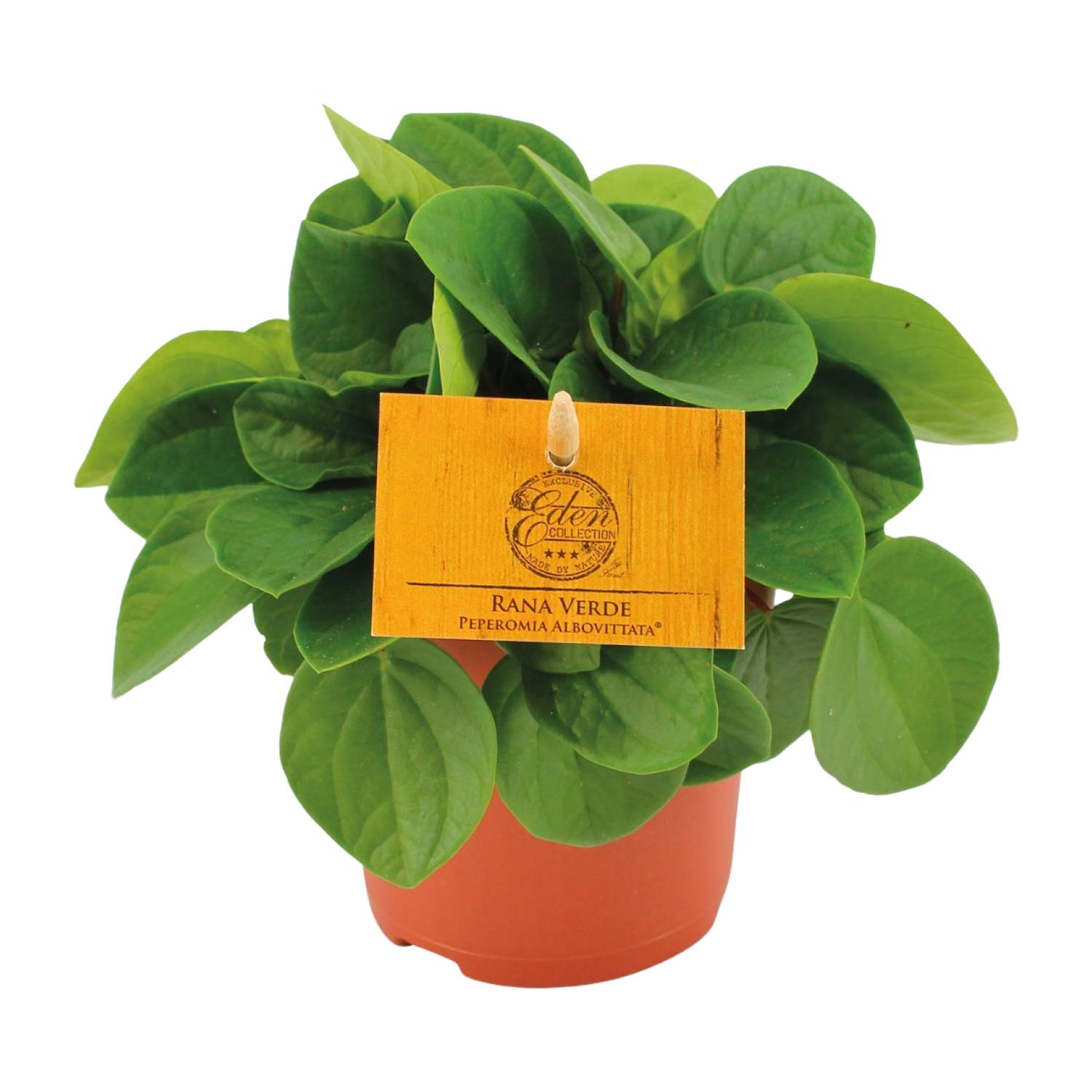 Peperomia Rana Verde en pot Ø11cm  Hauteur 15cm. Plante verte type Peperomia Rana Verde, livrée en pot, idéale pour intérieur lumineux.