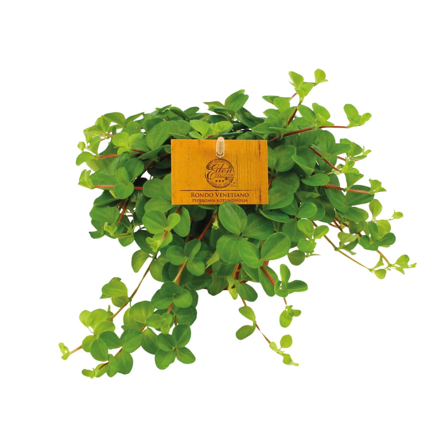 Peperomia Rotundifolia en pot Ø11cm  Hauteur 15cm. Plante verte type Peperomia Rotundifolia, livrée en pot, idéale pour intérieur lumineux.