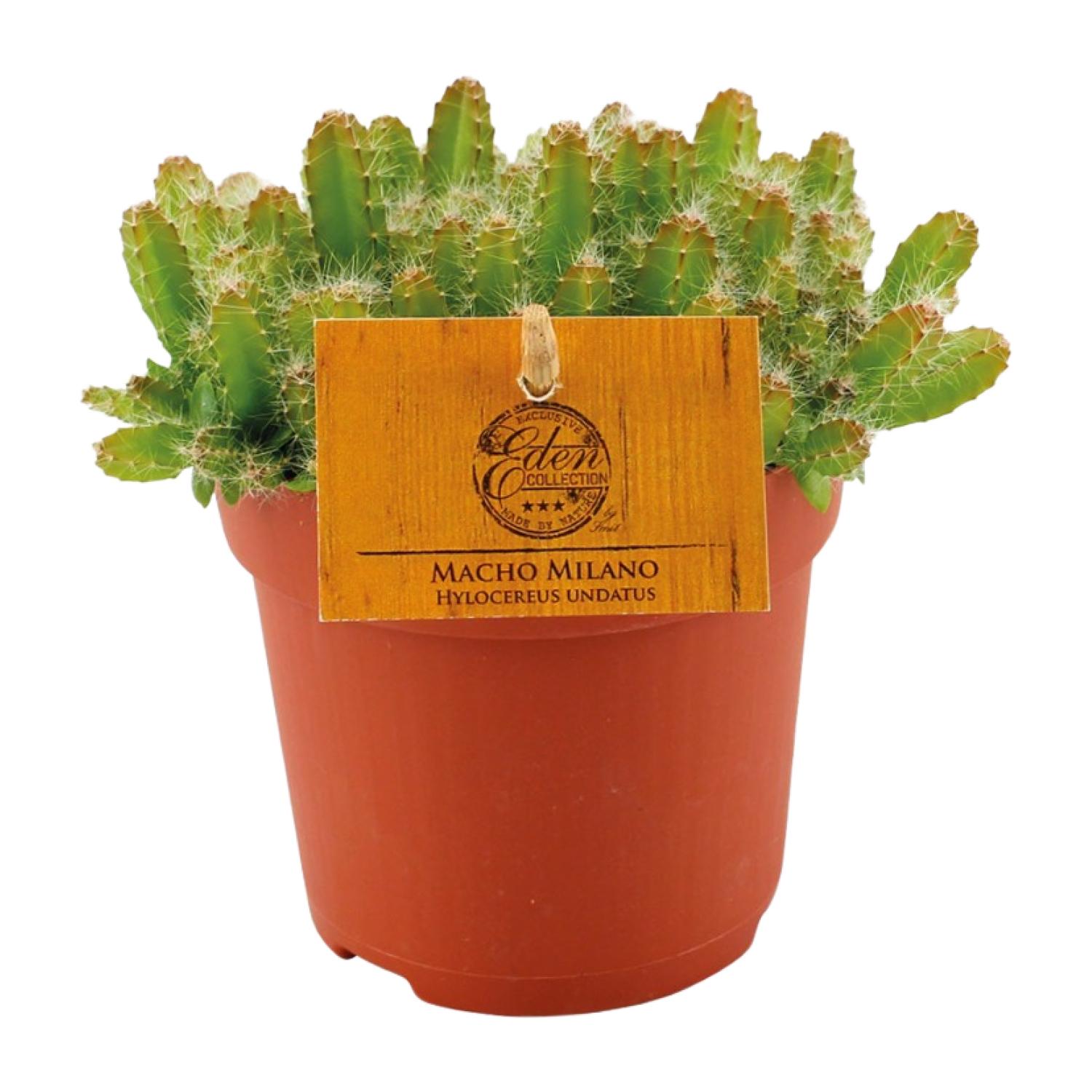 Hylocereus Undatus en pot Ø11cm  Hauteur 15cm. Plante verte type Hylocereus Undatus, livrée en pot, idéale pour intérieur lumineux.