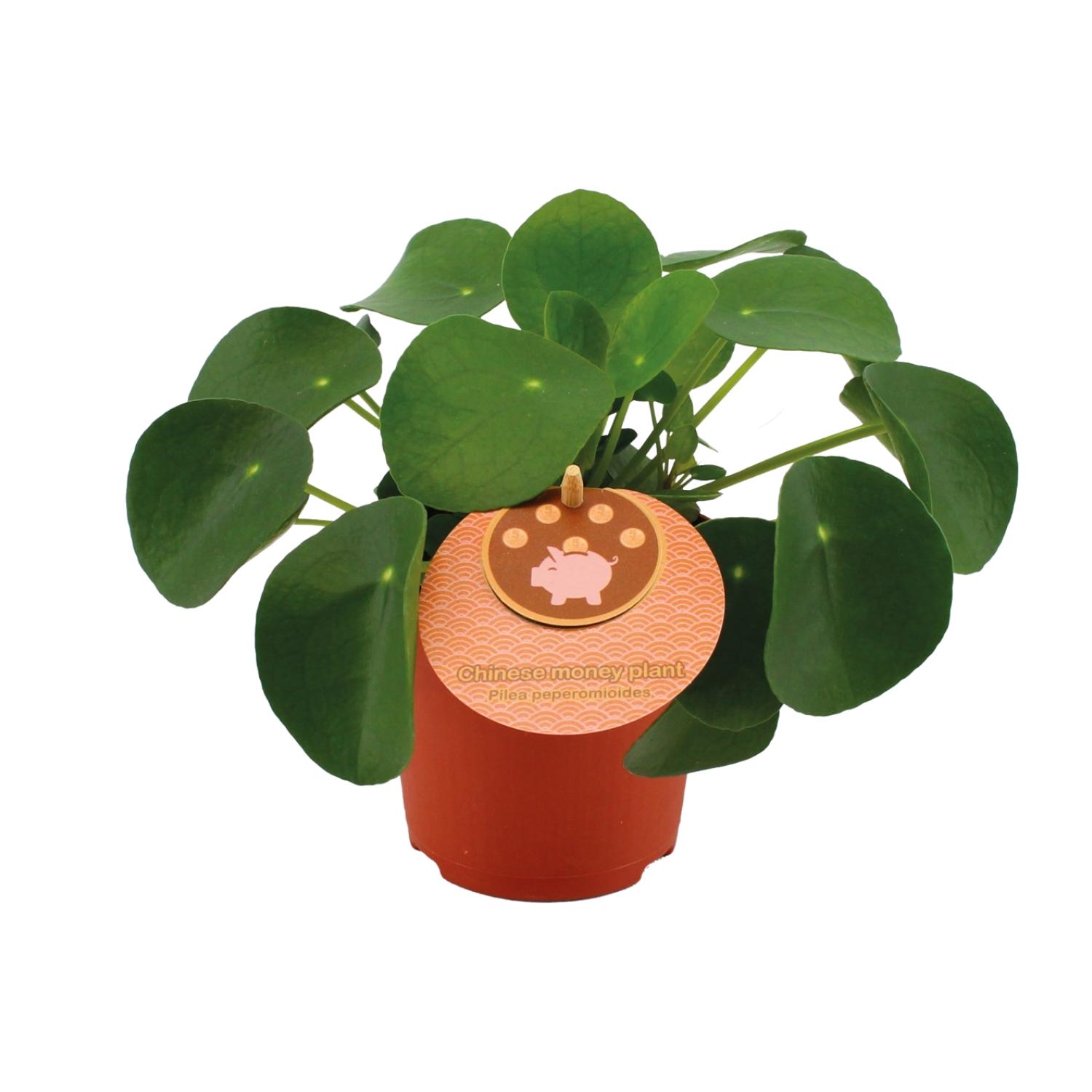 Pilea Peperomioides en pot Ø11cm  Hauteur 15cm. Plante verte type Pilea Peperomioides, livrée en pot, idéale pour intérieur lumineux.