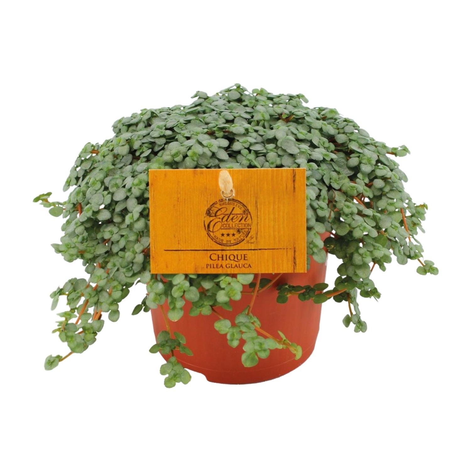 Pilea Glauca en pot Ø11cm  Hauteur 15cm. Plante verte type Pilea Glauca, livrée en pot, idéale pour intérieur lumineux.