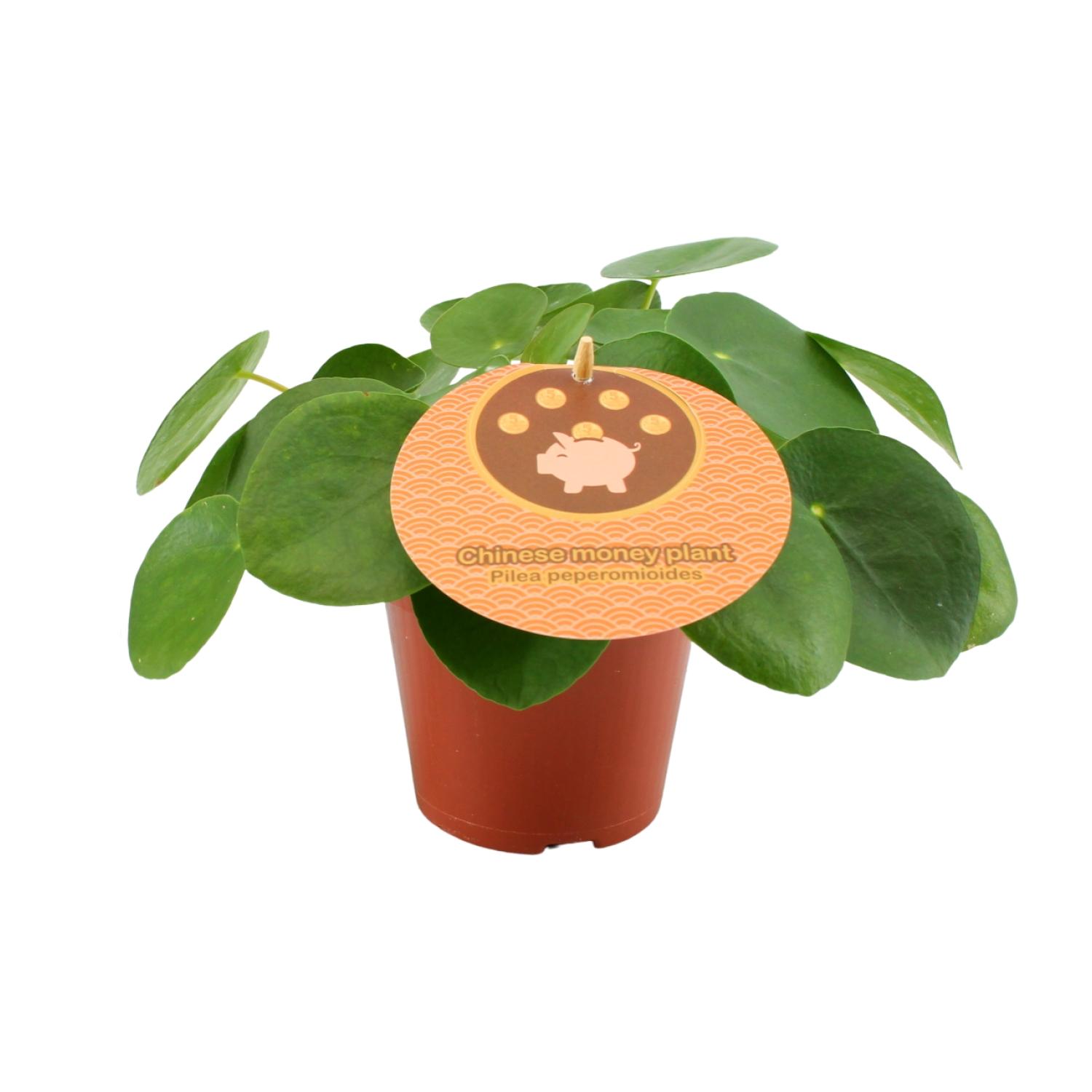 Pilea Peperomioides en pot Ø12cm  Hauteur 20cm. Plante verte type Pilea Peperomioides, livrée en pot, idéale pour intérieur lumineux.