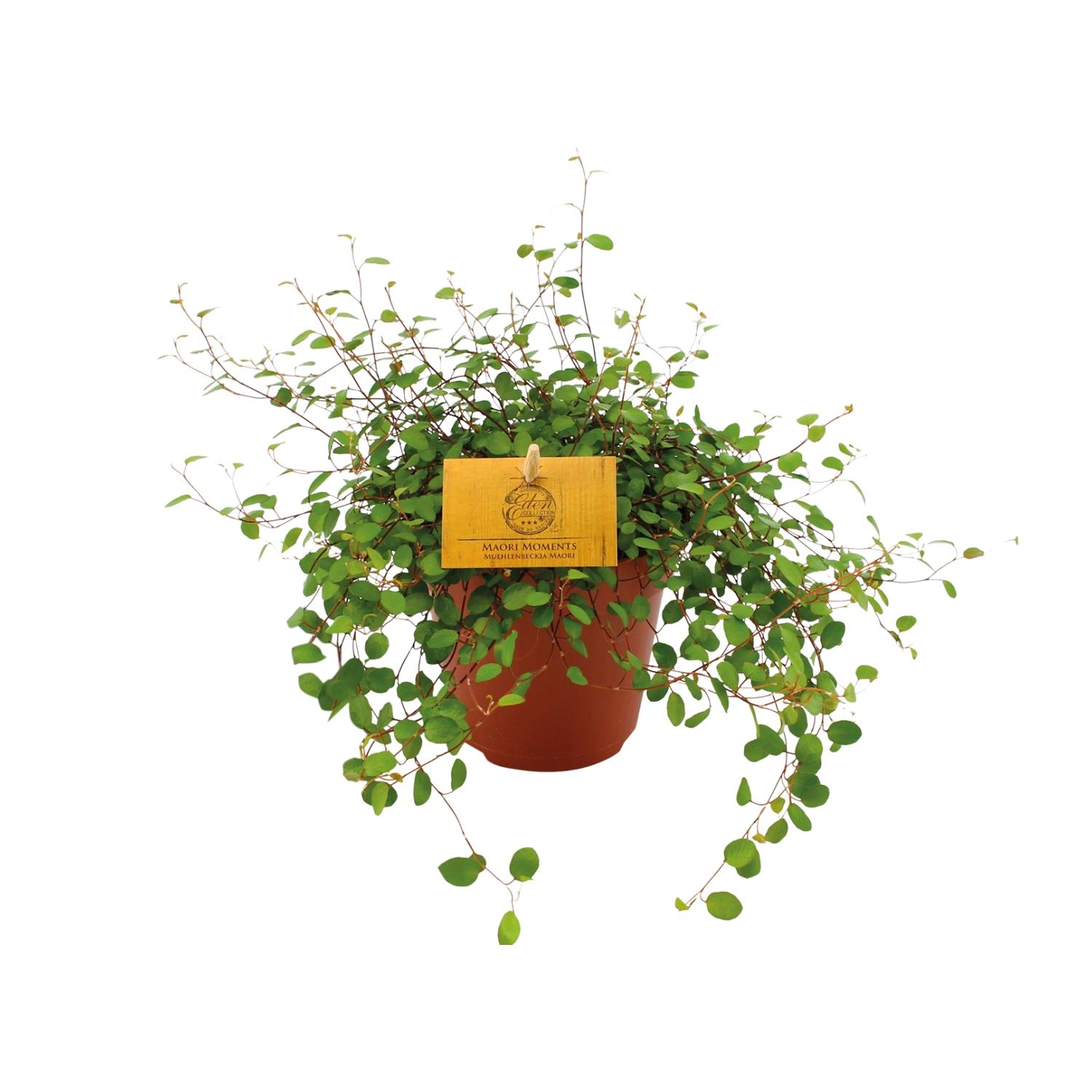 Muehlenbeckia Maori en pot Ø12cm  Hauteur 20cm. Plante verte type Muehlenbeckia Maori, livrée en pot, idéale pour intérieur lumineux.