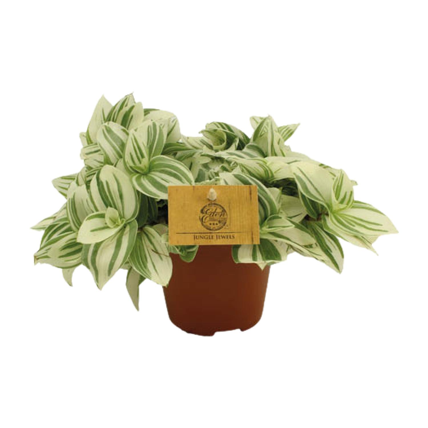 Tradescantia Brightness en pot Ø12cm  Hauteur 20cm. Plante verte type Tradescantia Brightness, livrée en pot, idéale pour intérieur lumineux.