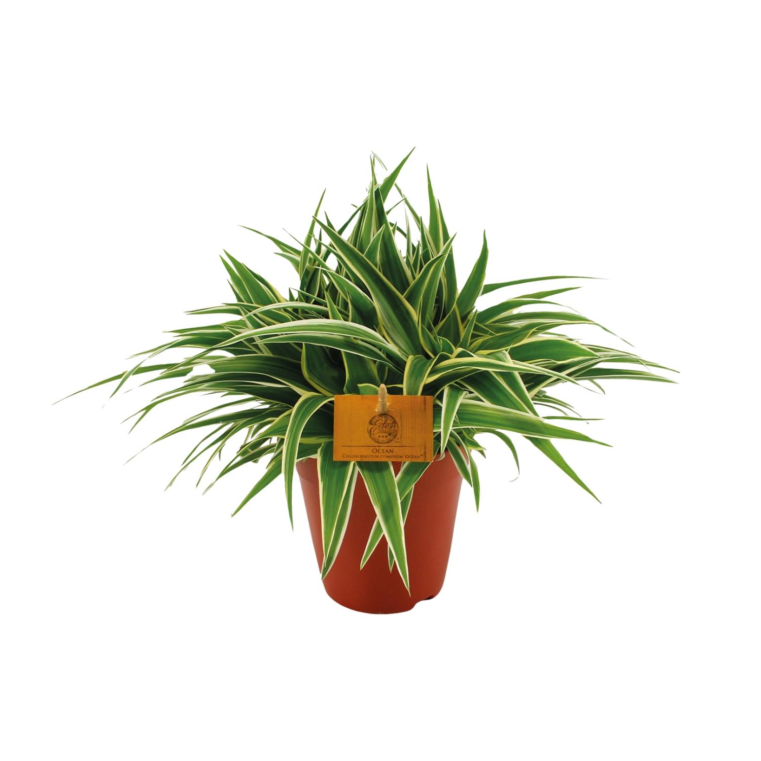 Chlorophytum Ocean en pot Ø15cm  Hauteur 25cm. Plante verte type Chlorophytum Ocean, livrée en pot, idéale pour intérieur lumineux.