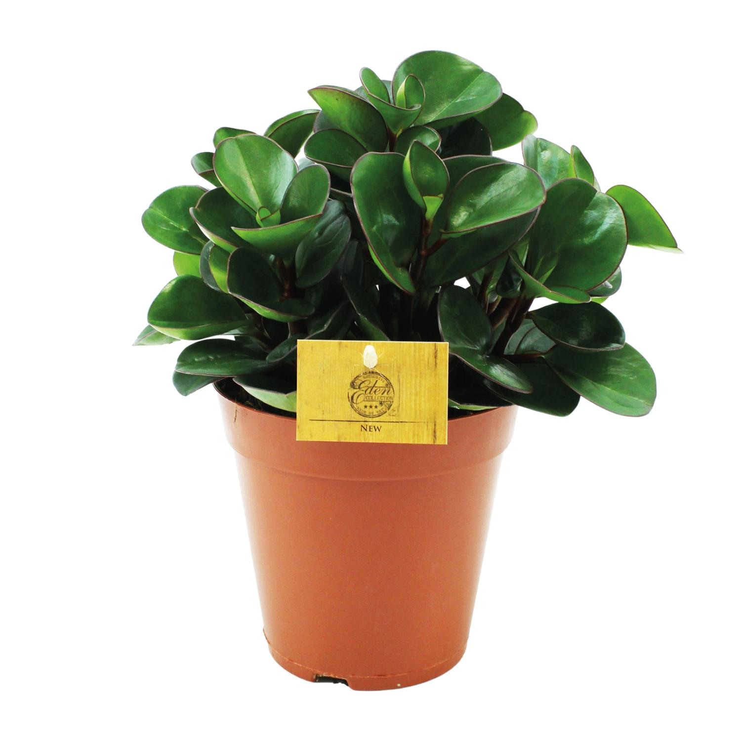 Peperomia Burning Bush en pot Ø15cm  Hauteur 25cm. Plante verte type Peperomia Burning Bush, livrée en pot, idéale pour intérieur lumineux.