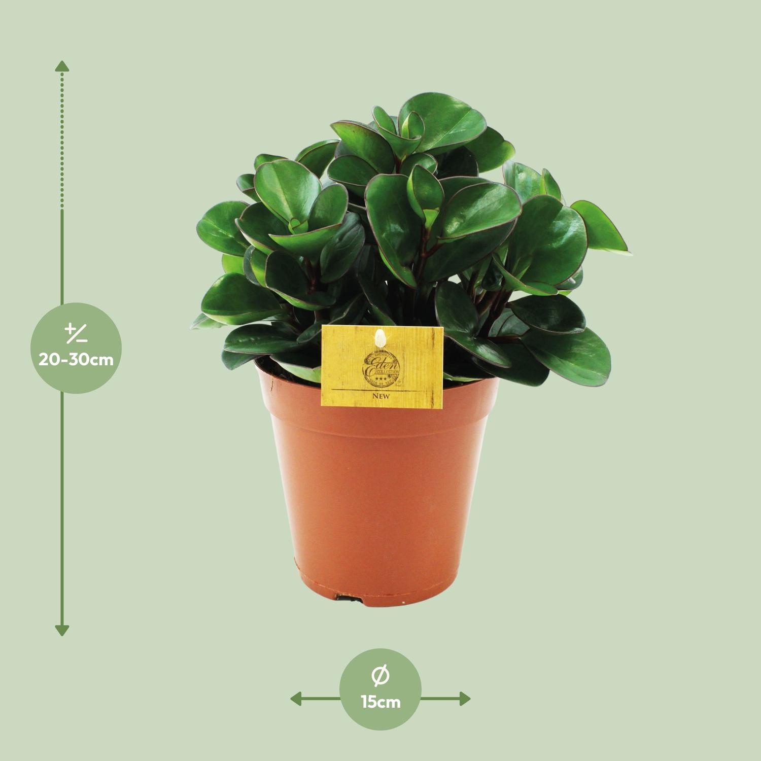 Peperomia Burning Bush en pot Ø15cm  Hauteur 25cm. Plante verte type Peperomia Burning Bush, livrée en pot, idéale pour intérieur lumineux. – Image 2