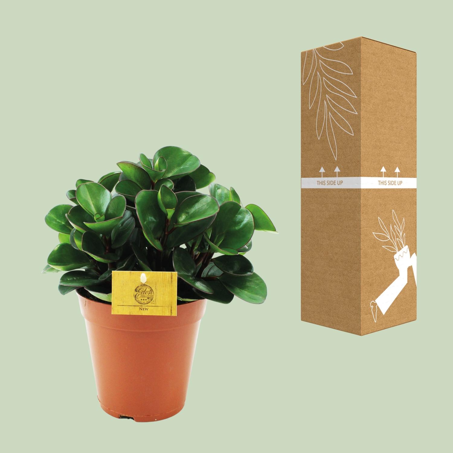 Peperomia Burning Bush en pot Ø15cm  Hauteur 25cm. Plante verte type Peperomia Burning Bush, livrée en pot, idéale pour intérieur lumineux. – Image 3
