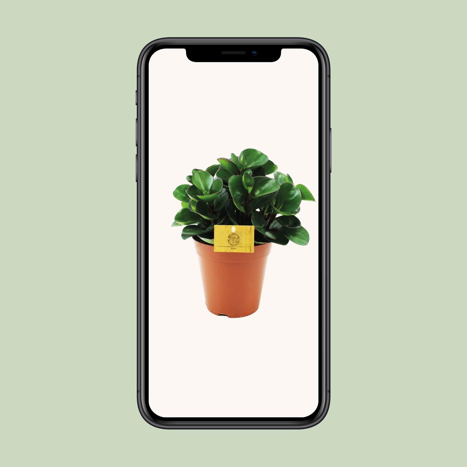Peperomia Burning Bush en pot Ø15cm  Hauteur 25cm. Plante verte type Peperomia Burning Bush, livrée en pot, idéale pour intérieur lumineux. – Image 4