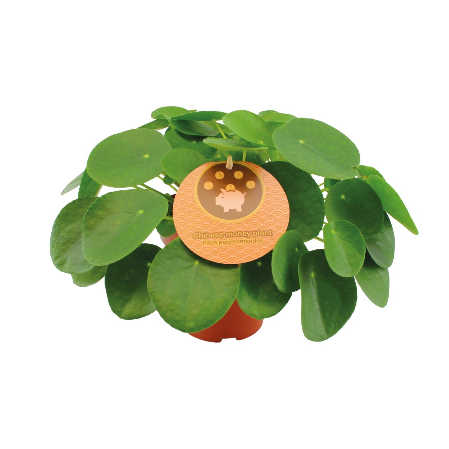 Pilea Peperomioides en pot Ø15cm  Hauteur 30cm. Plante verte type Pilea Peperomioides, livrée en pot, idéale pour intérieur lumineux.