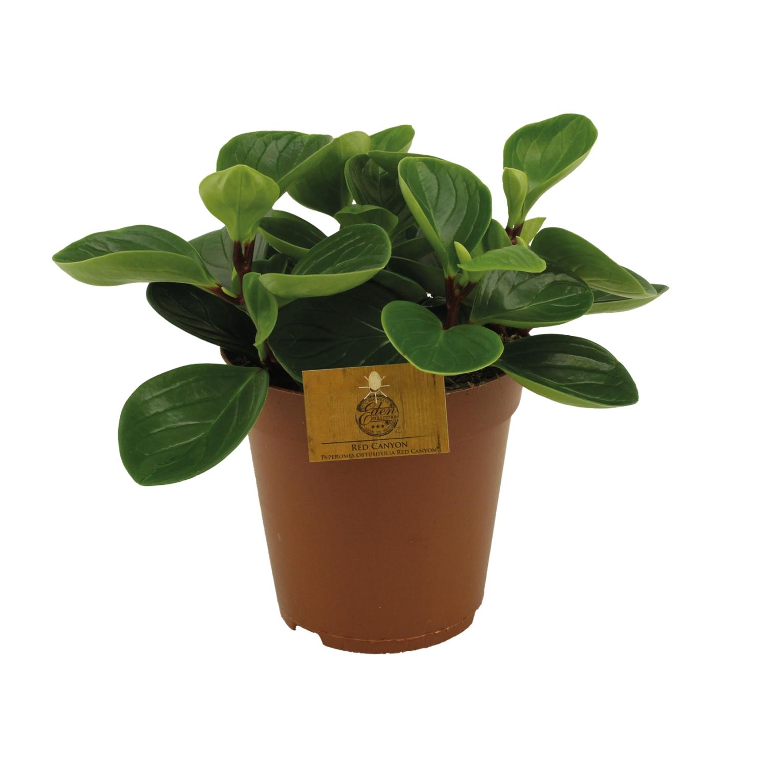 Peperomia Red Canyon en pot Ø15cm  Hauteur 25cm. Plante verte type Peperomia Red Canyon, livrée en pot, idéale pour intérieur lumineux.