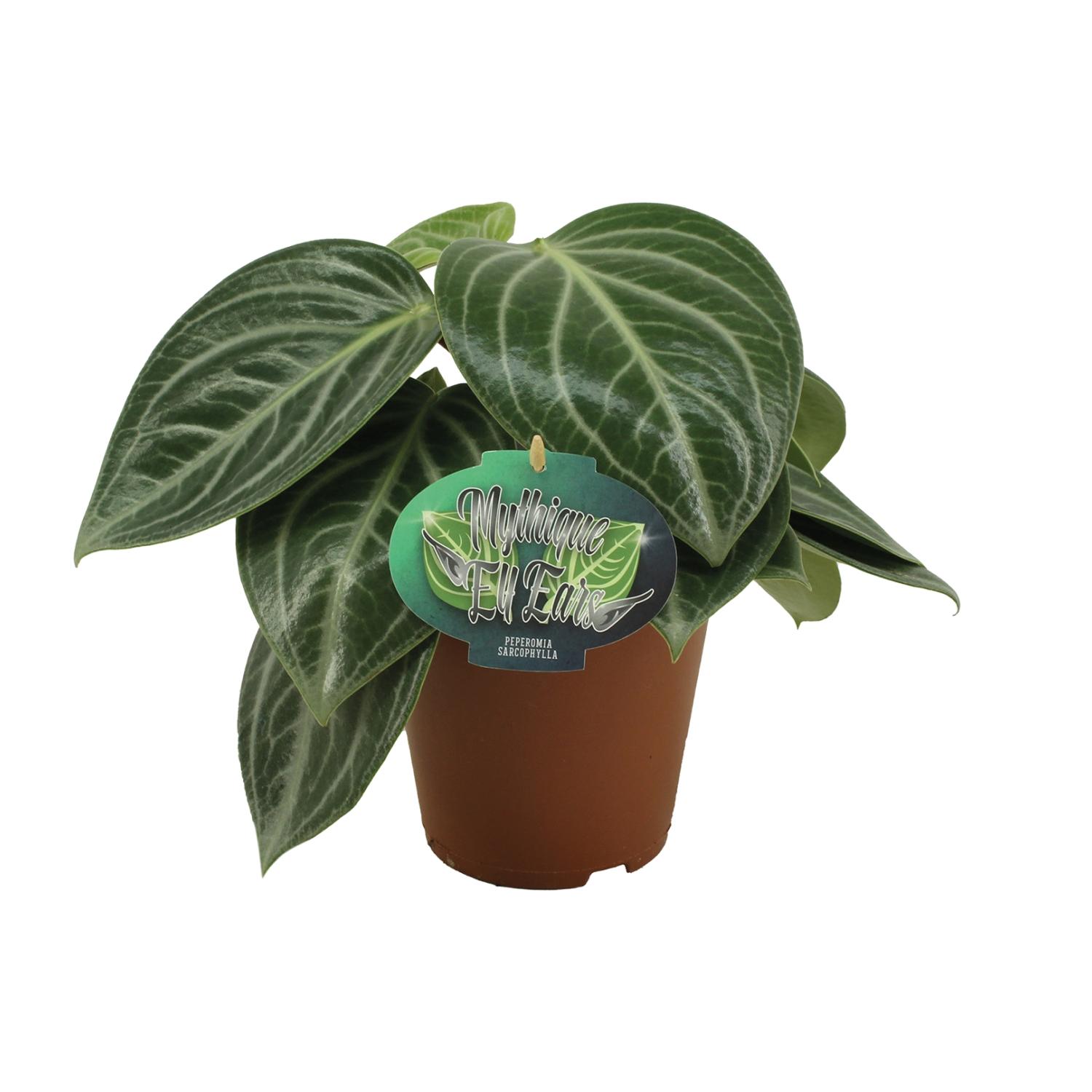 Peperomia Sarcophylla en pot Ø15cm  Hauteur 25cm. Plante verte type Peperomia Sarcophylla, livrée en pot, idéale pour intérieur lumineux.