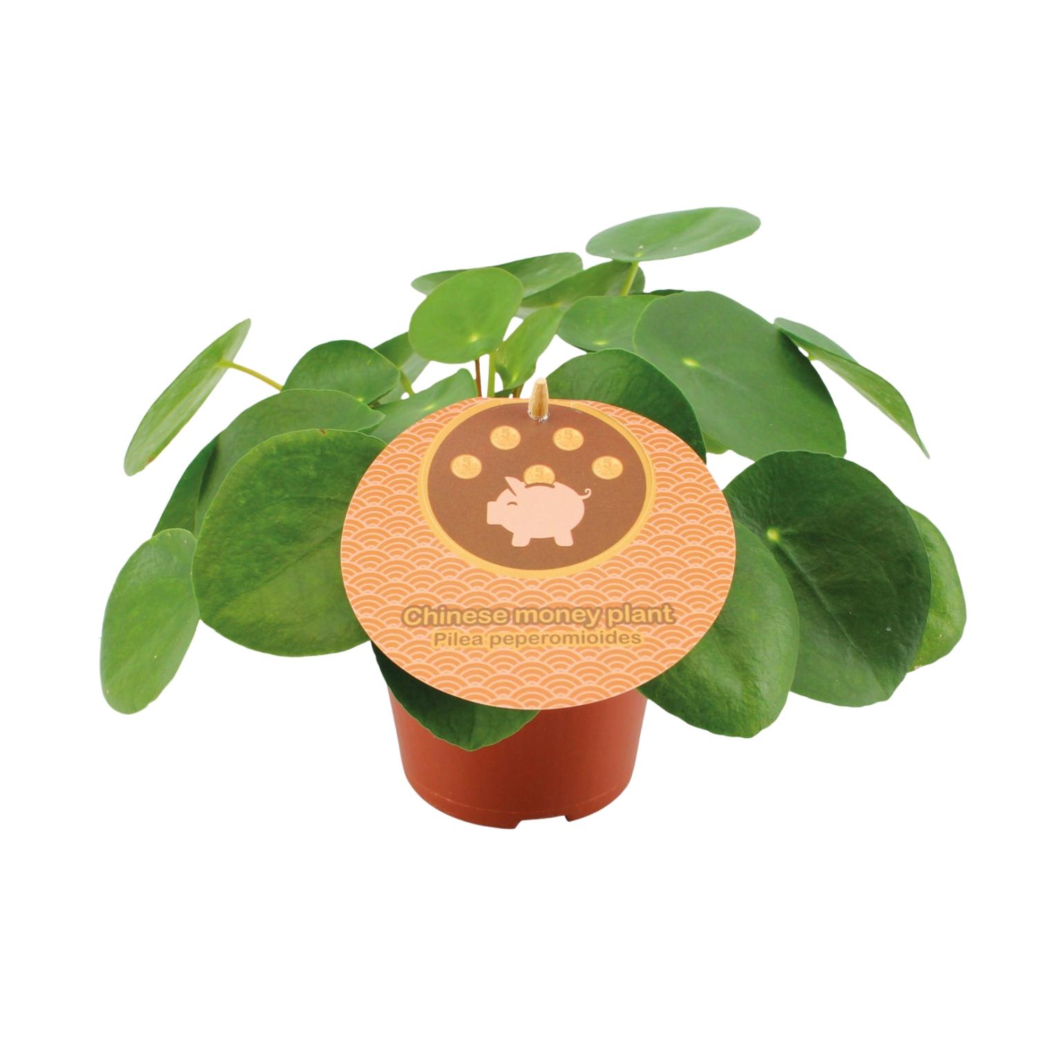 Pilea Peperomioides en pot Ø12cm  Hauteur 20cm. Plante verte type Pilea Peperomioides, livrée en pot, idéale pour intérieur lumineux.