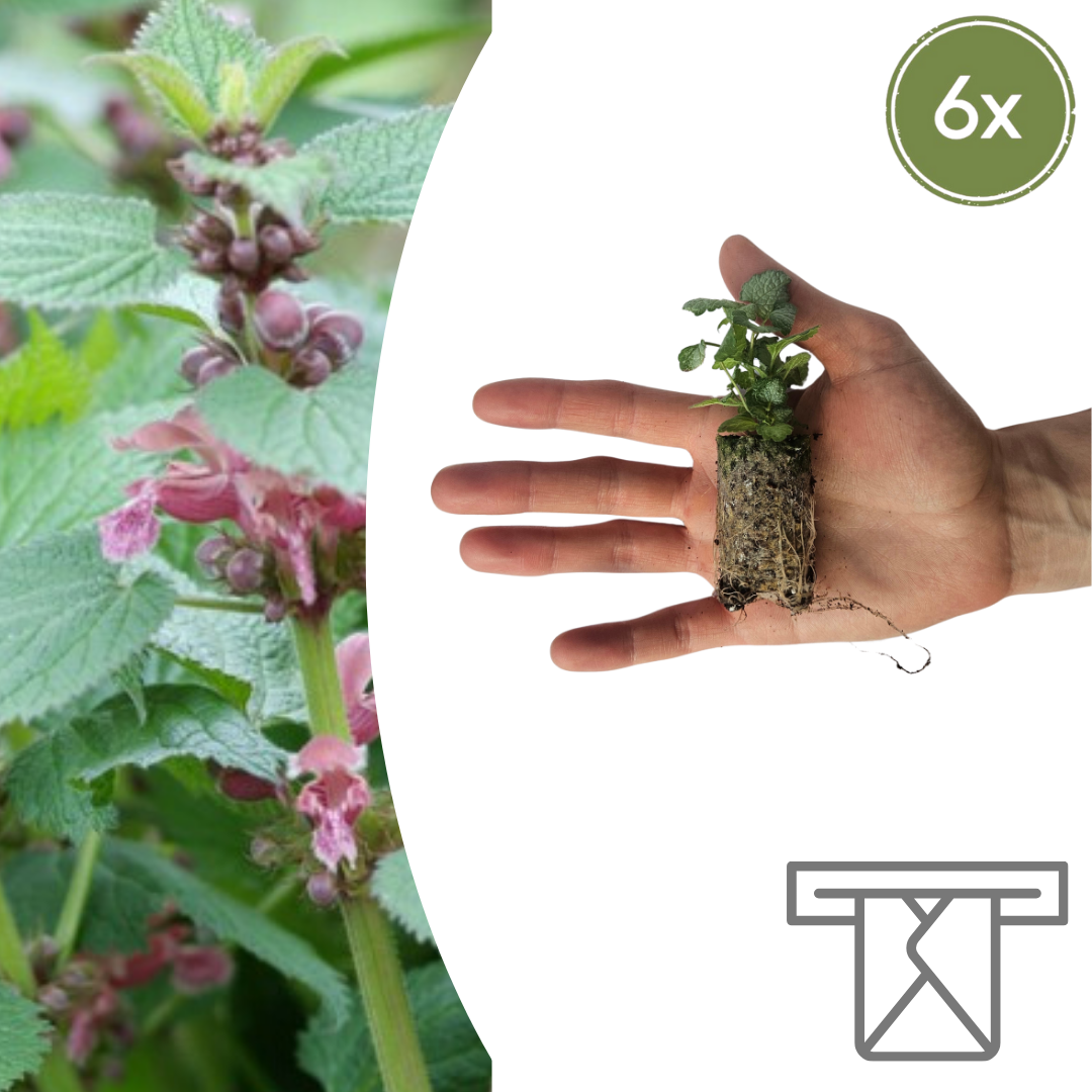 Lamium  6 Pluggen | Kweek & Geniet van een Prachtige Bodembedekker en pot. Plante verte type Lamium  6 Pluggen | Kweek & Geniet van een Prachtige Bodembedekker, livrée en pot, idéale pour intérieur lumineux.