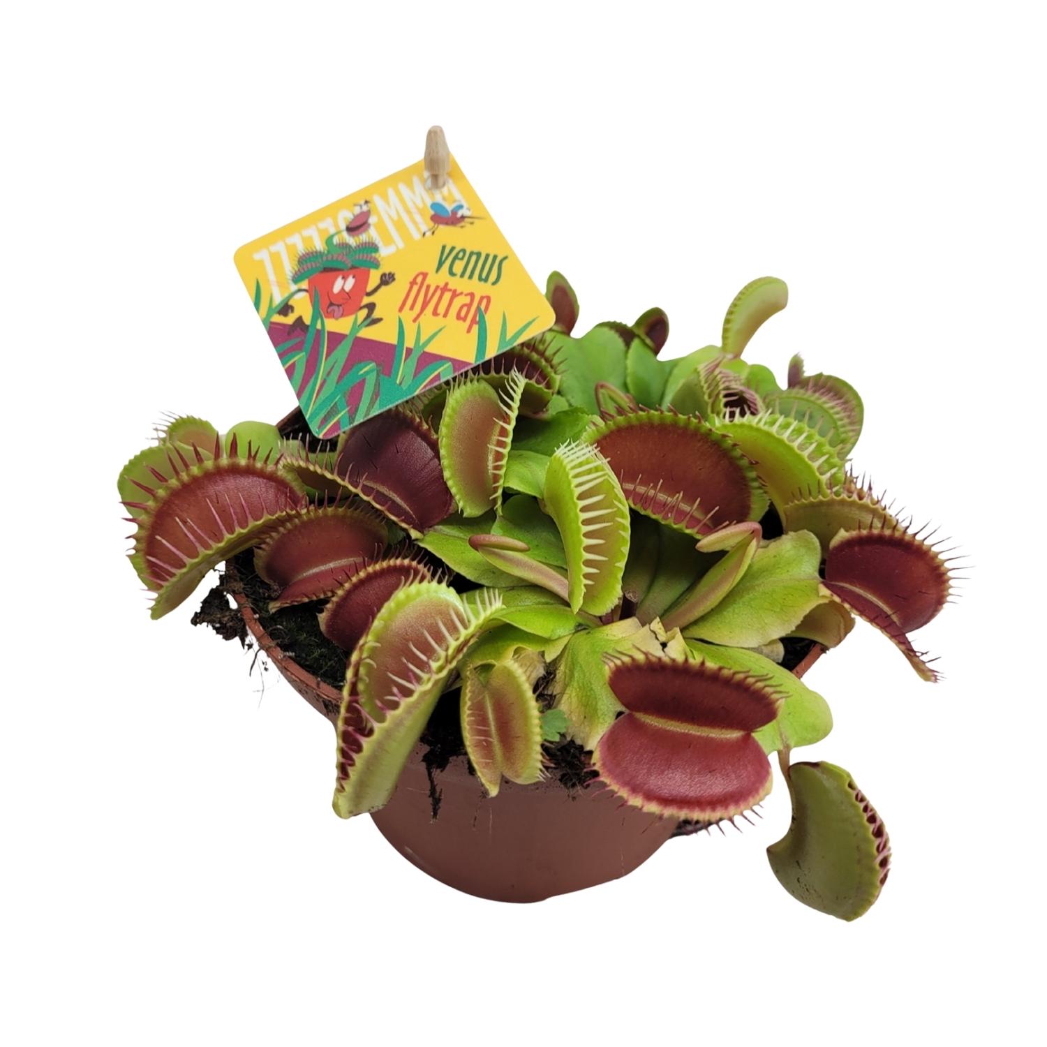 Dionaea Muscipula en pot Ø12cm  Hauteur 12cm. Plante verte type Dionaea Muscipula, livrée en pot, idéale pour intérieur lumineux.
