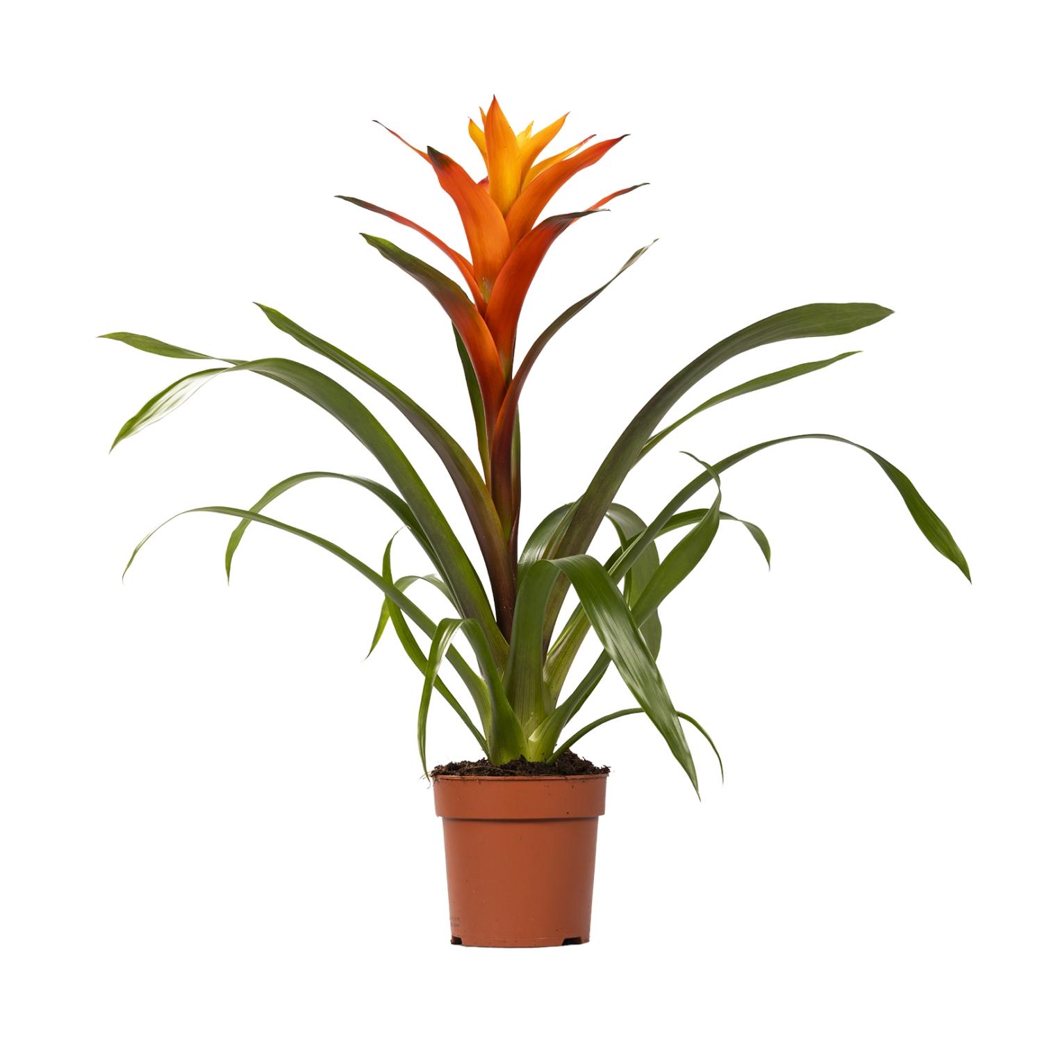 Guzmania Variada en pot Ø12cm  Hauteur 50cm. Plante verte type Guzmania Variada, livrée en pot, idéale pour intérieur lumineux.