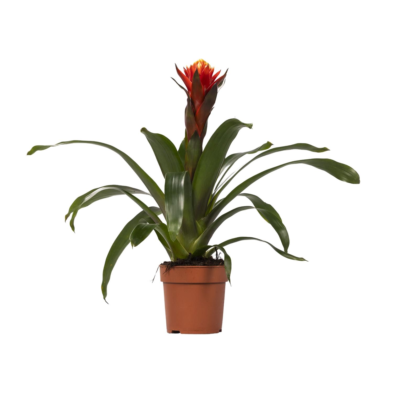 Guzmania Happiness en pot Ø12cm  Hauteur 45cm. Plante verte type Guzmania Happiness, livrée en pot, idéale pour intérieur lumineux.