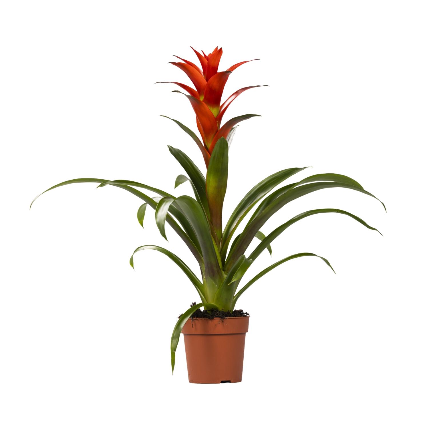 Guzmania Ostara en pot Ø12cm  Hauteur 45cm. Plante verte type Guzmania Ostara, livrée en pot, idéale pour intérieur lumineux.