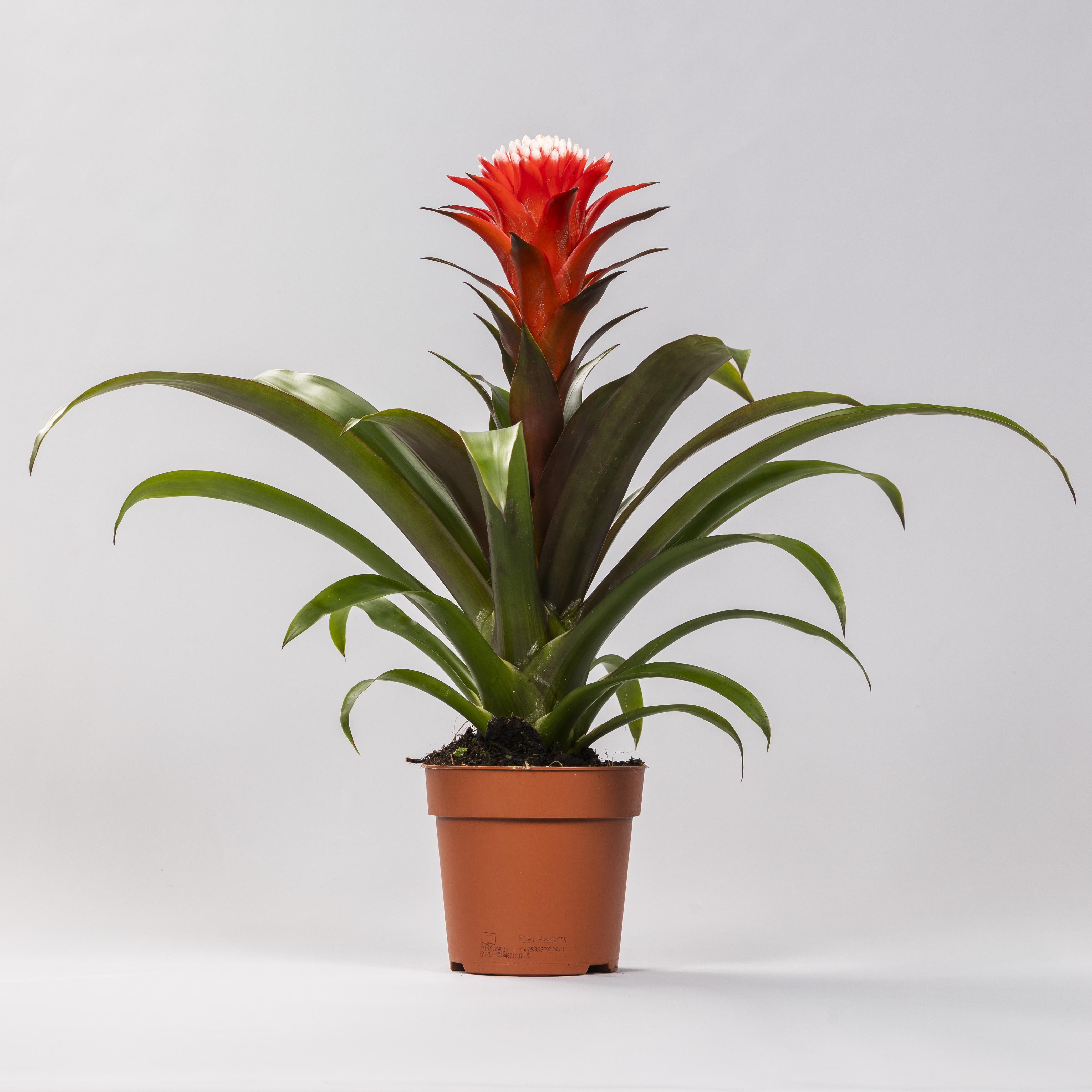 Guzmania Hope en pot Ø12cm  Hauteur 40cm. Plante verte type Guzmania Hope, livrée en pot, idéale pour intérieur lumineux.