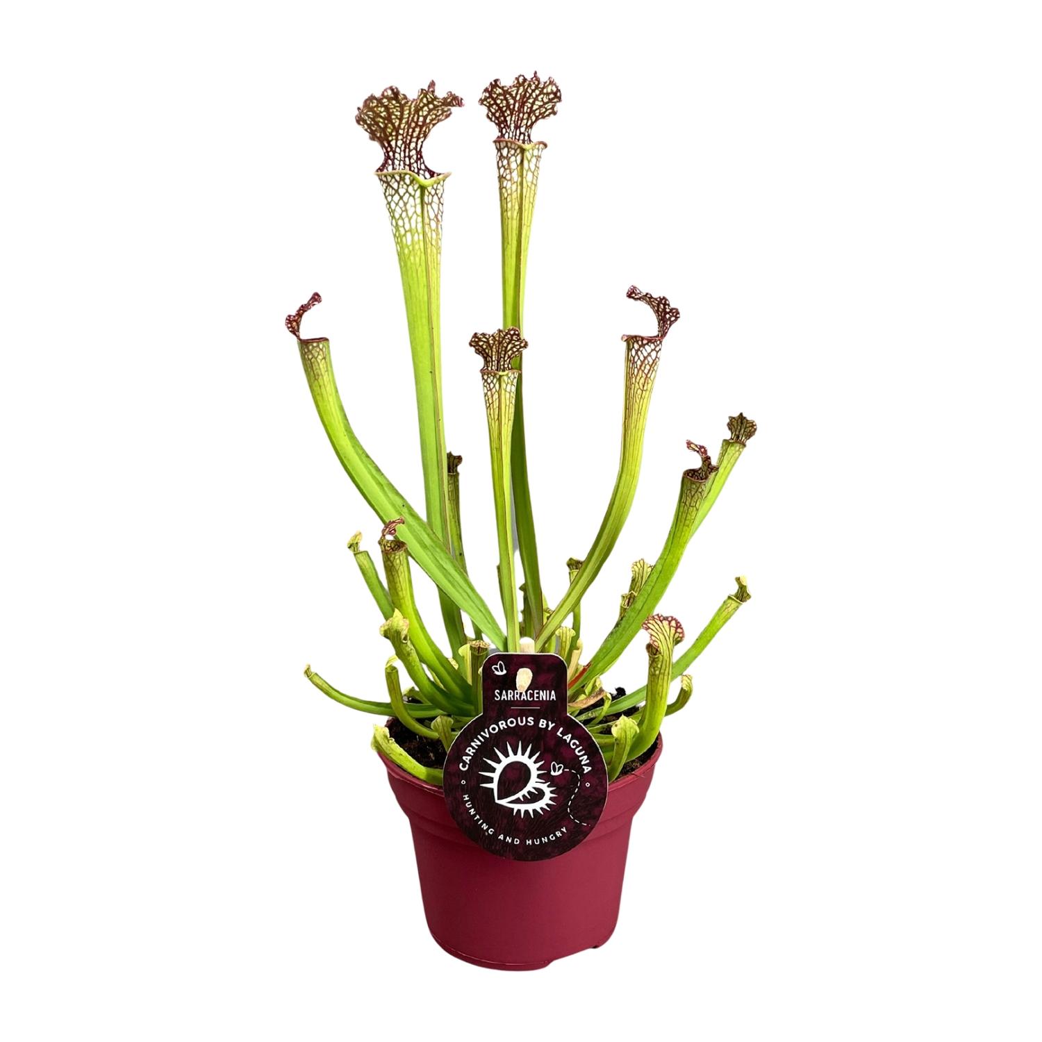 Sarracenia Farnhamii en pot Ø12cm  Hauteur 40cm. Plante verte type Sarracenia Farnhamii, livrée en pot, idéale pour intérieur lumineux.