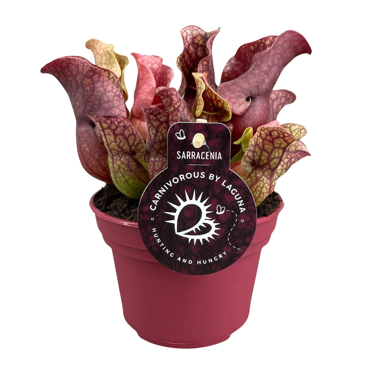Sarracenia en pot Ø12cm  Hauteur 20cm. Plante verte type Sarracenia, livrée en pot, idéale pour intérieur lumineux.