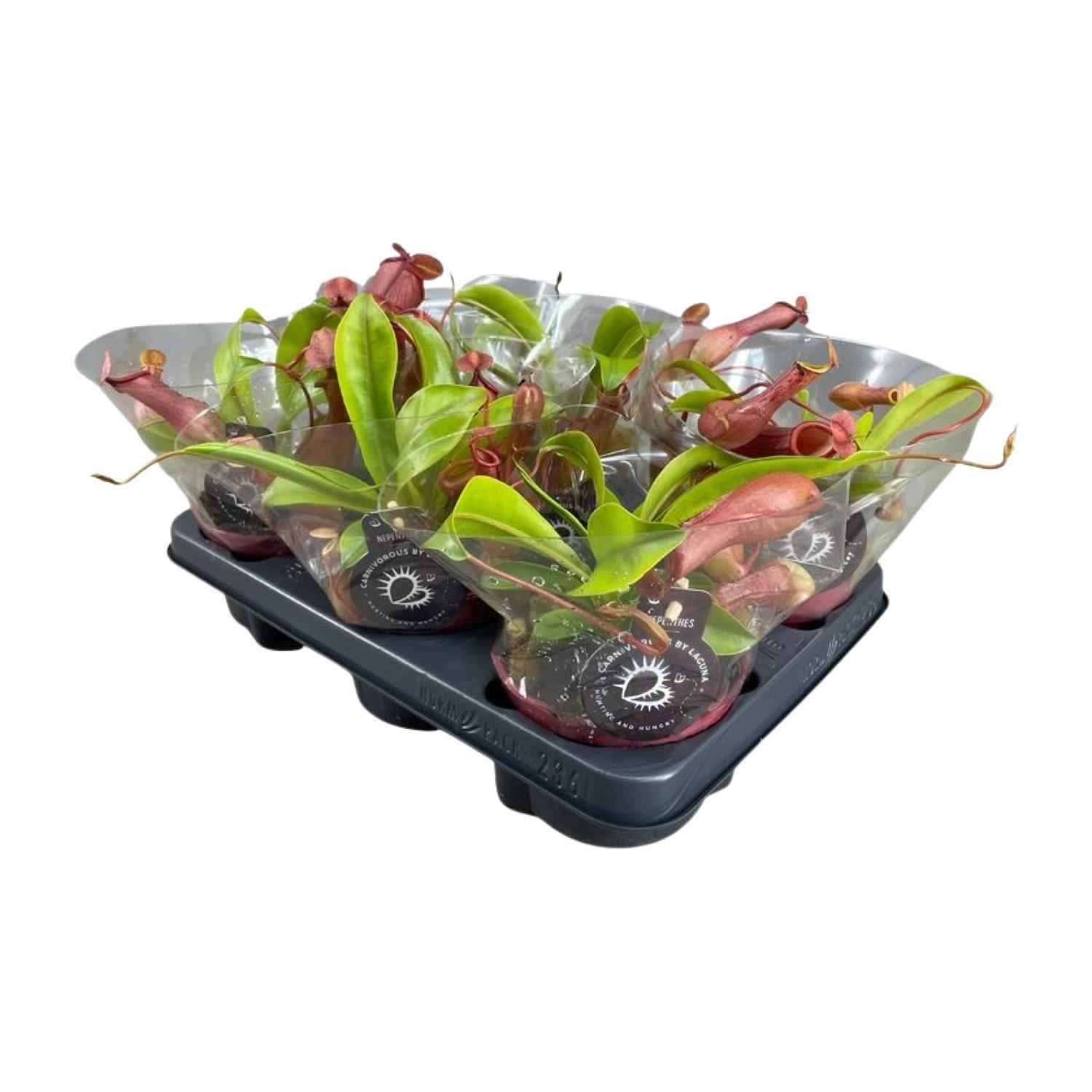 Nepenthes Alata en pot Ø12cm  Hauteur 17cm. Plante verte type Nepenthes Alata, livrée en pot, idéale pour intérieur lumineux.