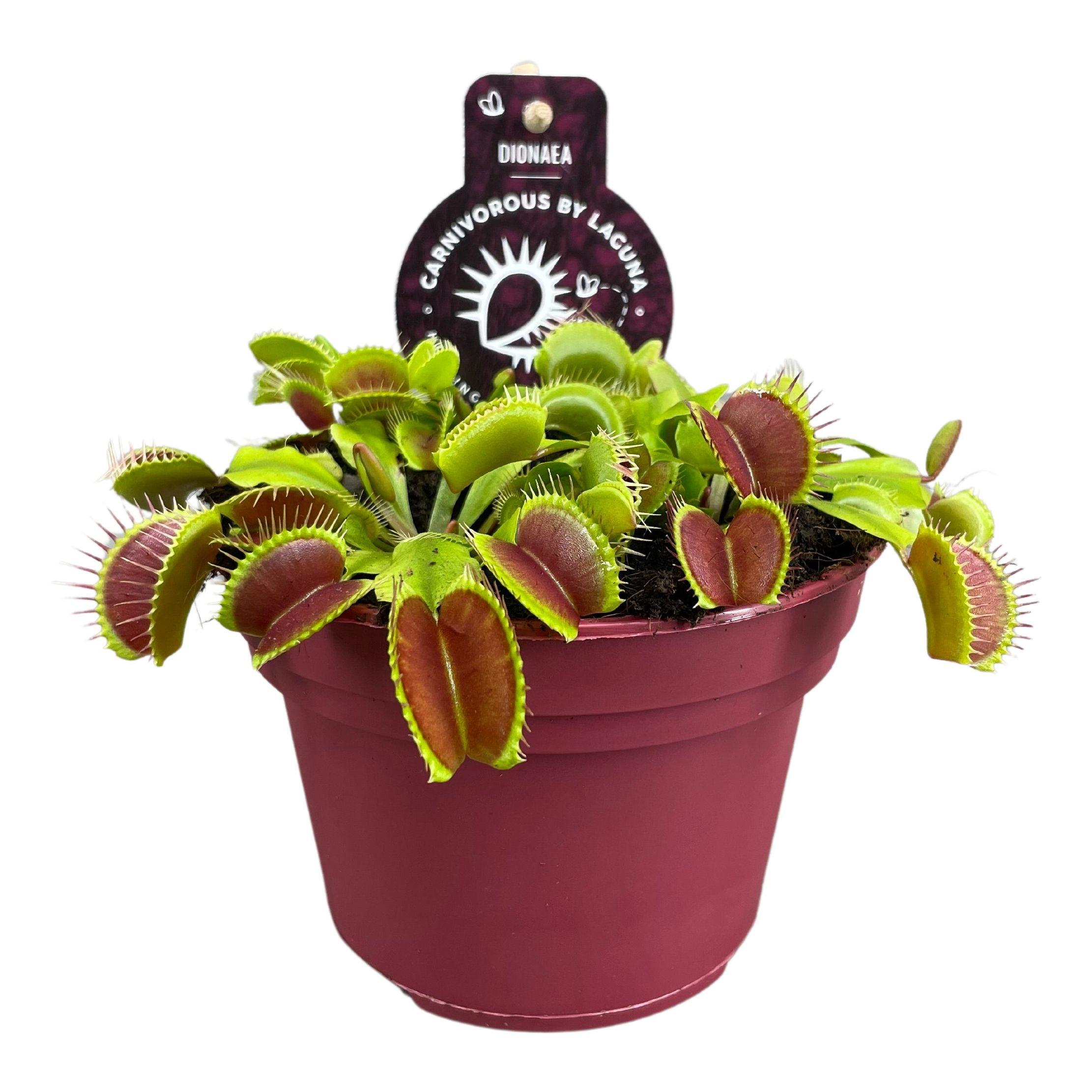 Dionaea Muscipula en pot Ø12cm  Hauteur 12cm. Plante verte type Dionaea Muscipula, livrée en pot, idéale pour intérieur lumineux.