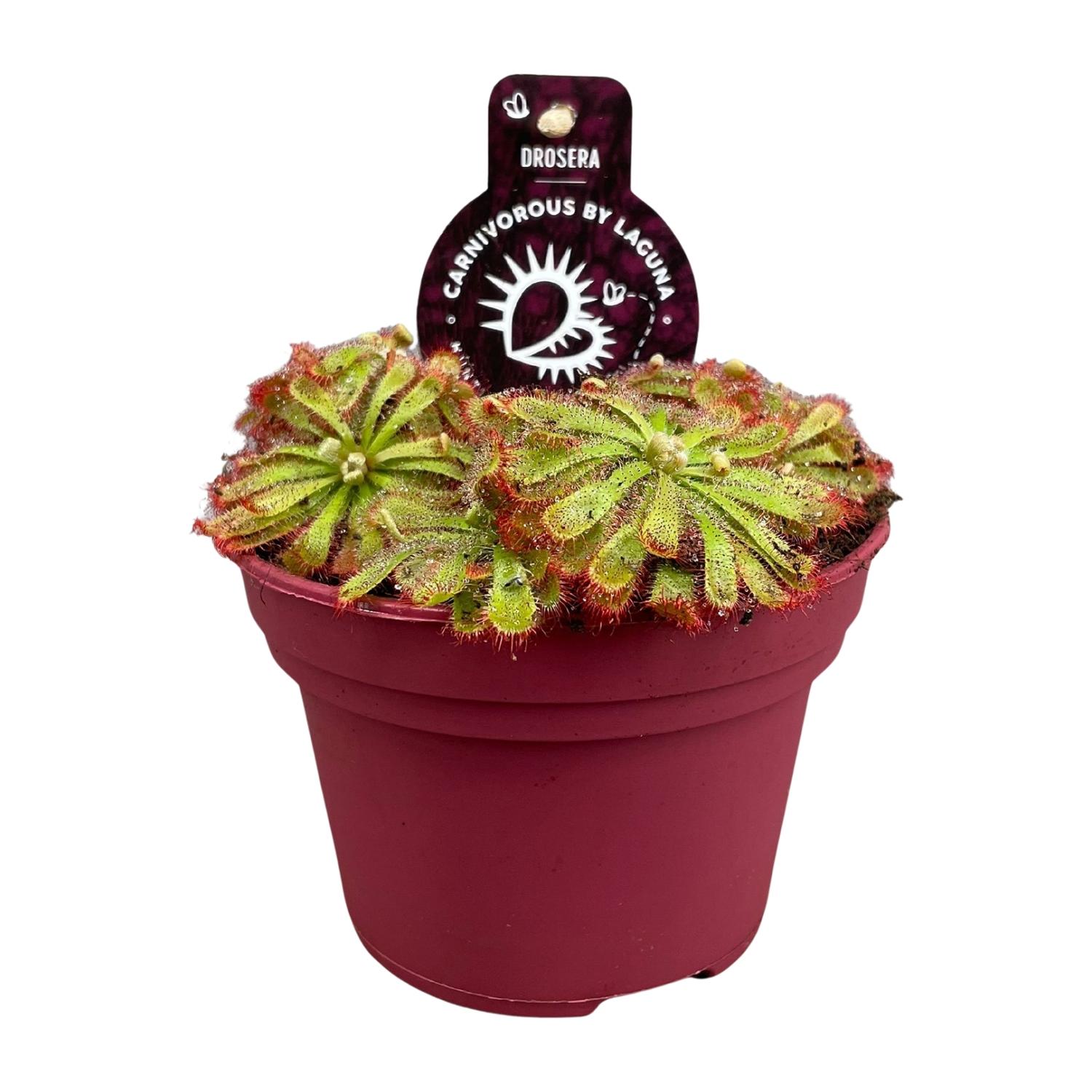 Drosera Aliciae en pot Ø12cm  Hauteur 12cm. Plante verte type Drosera Aliciae, livrée en pot, idéale pour intérieur lumineux.