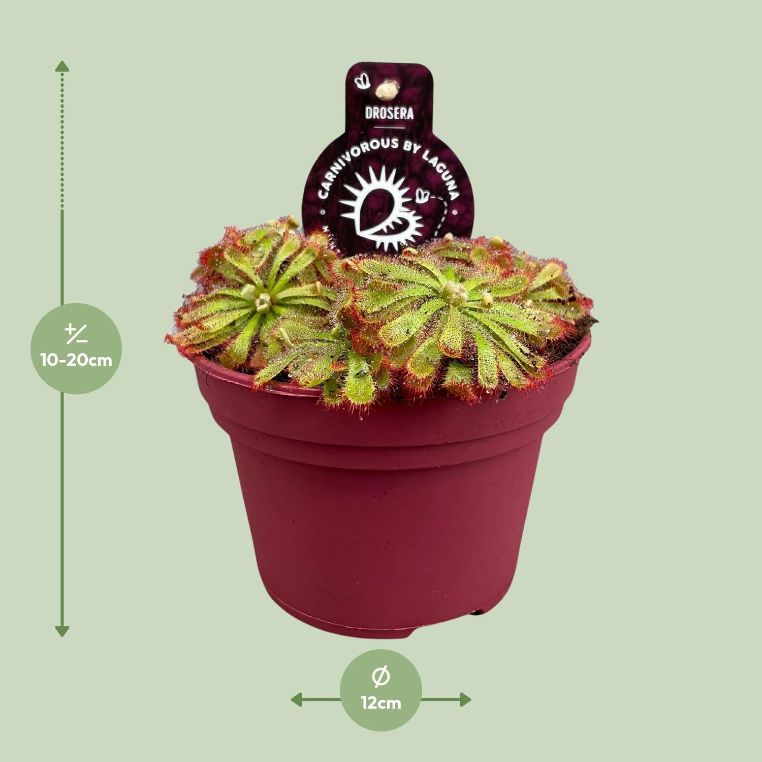 Drosera Aliciae en pot Ø12cm  Hauteur 12cm. Plante verte type Drosera Aliciae, livrée en pot, idéale pour intérieur lumineux. – Image 2