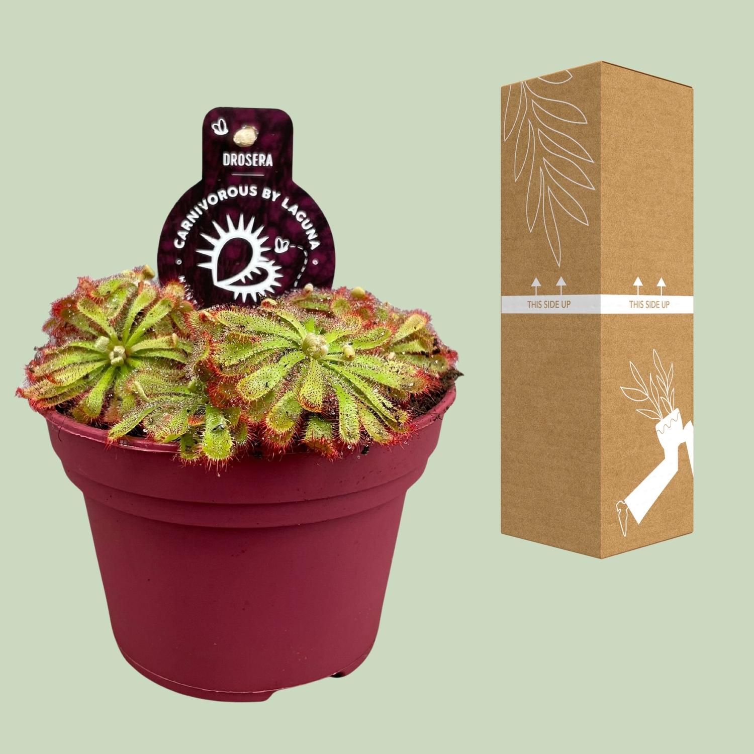 Drosera Aliciae en pot Ø12cm  Hauteur 12cm. Plante verte type Drosera Aliciae, livrée en pot, idéale pour intérieur lumineux. – Image 3