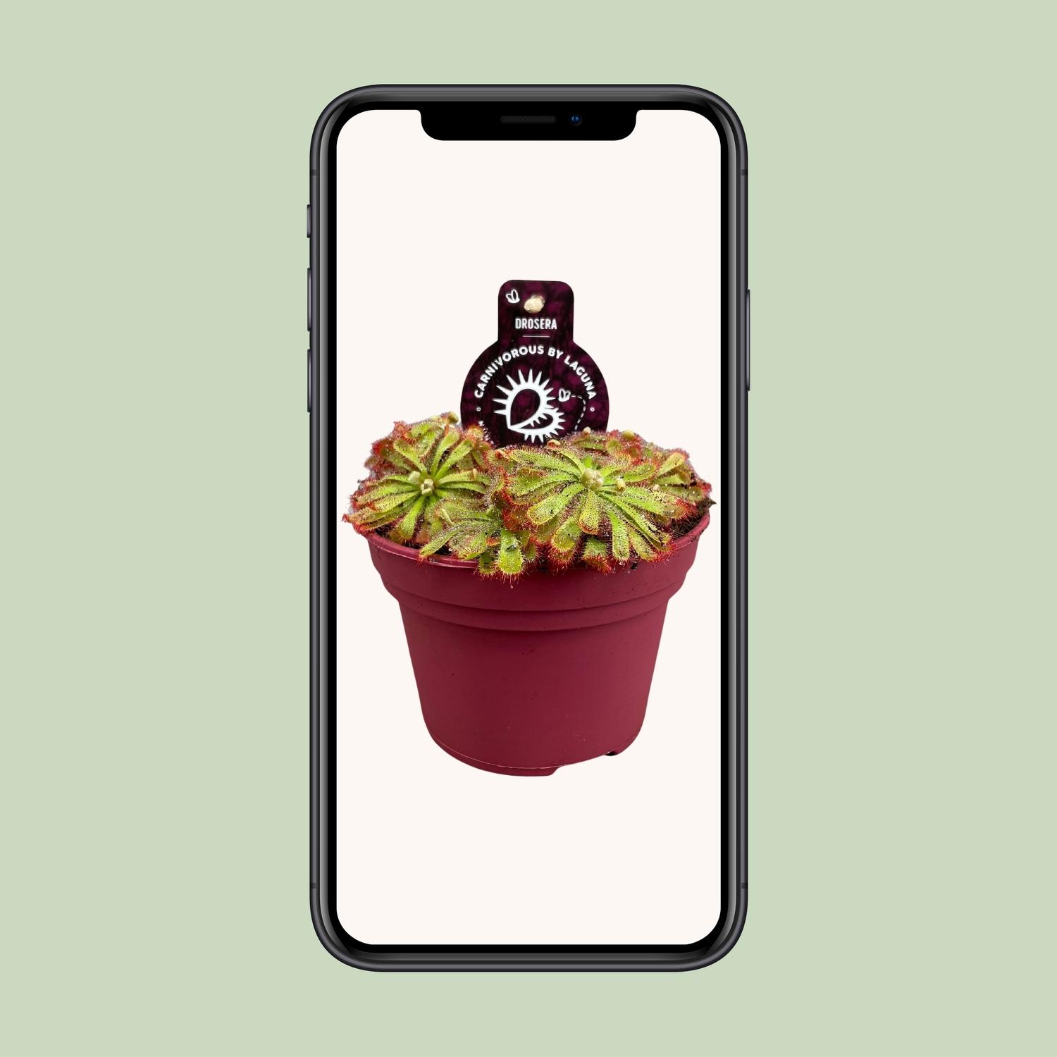Drosera Aliciae en pot Ø12cm  Hauteur 12cm. Plante verte type Drosera Aliciae, livrée en pot, idéale pour intérieur lumineux. – Image 4