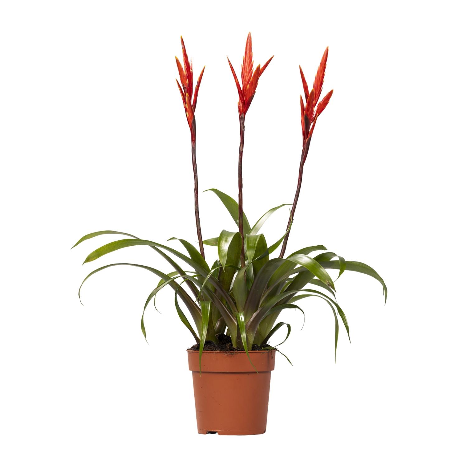 Vriesea Elan Toef en pot Ø12cm  Hauteur 55cm. Plante verte type Vriesea Elan Toef, livrée en pot, idéale pour intérieur lumineux.
