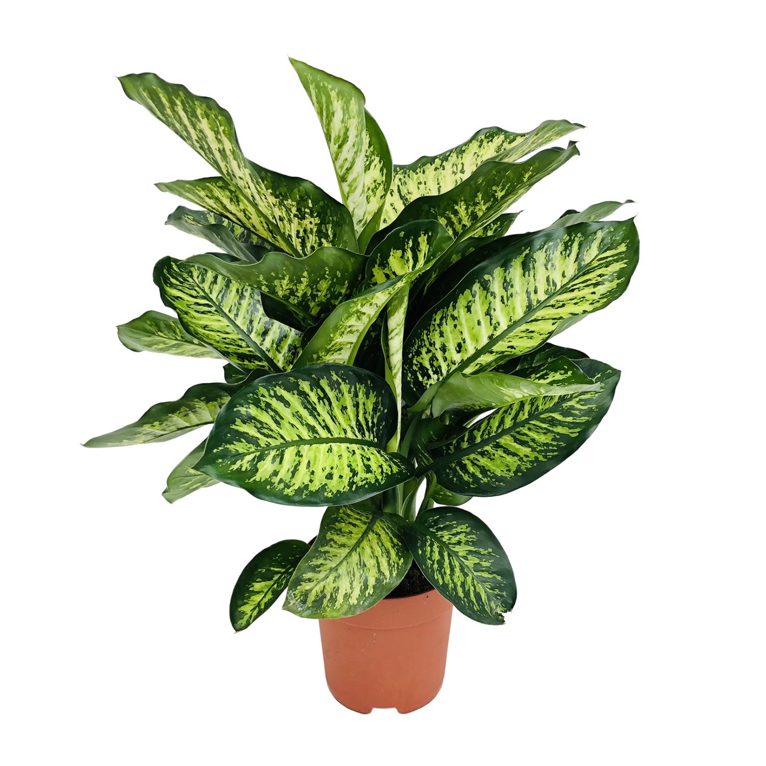 Dieffenbachia Camilla en pot Ø21cm  Hauteur 75cm. Plante verte type Dieffenbachia Camilla, livrée en pot, idéale pour intérieur lumineux.