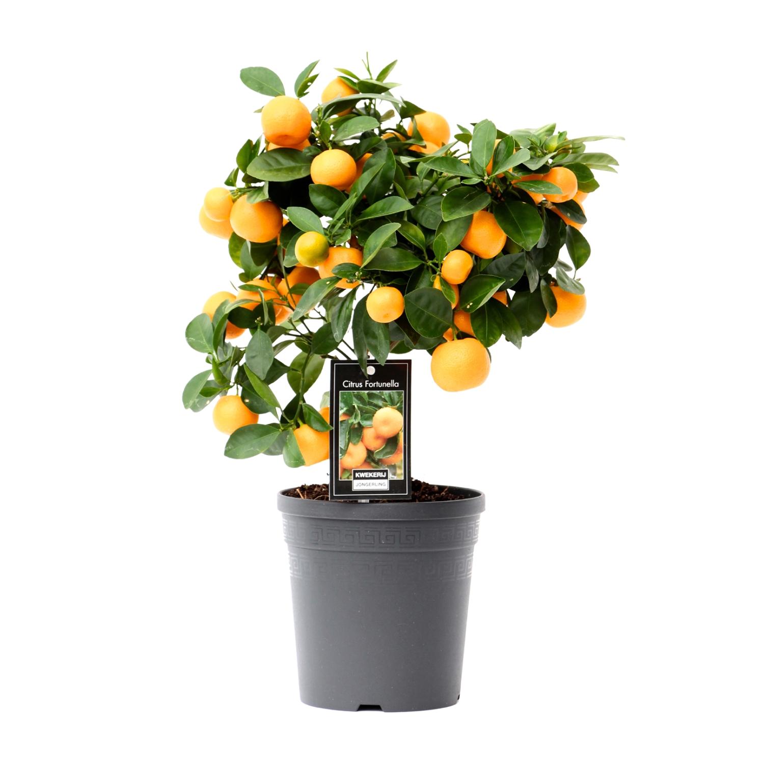 Citrus Calamondin en pot Ø15cm  Hauteur 40cm. Plante verte type Citrus Calamondin, livrée en pot, idéale pour intérieur lumineux.