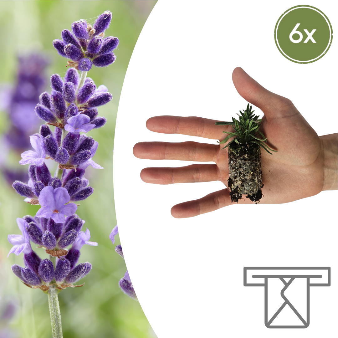 Lavandula 'Hidcote'  6 Pluggen | Kweek & Geniet van Prachtige Lavendel en pot. Plante verte type Lavandula 'Hidcote'  6 Pluggen | Kweek & Geniet van Prachtige Lavendel, livrée en pot, idéale pour intérieur lumineux.