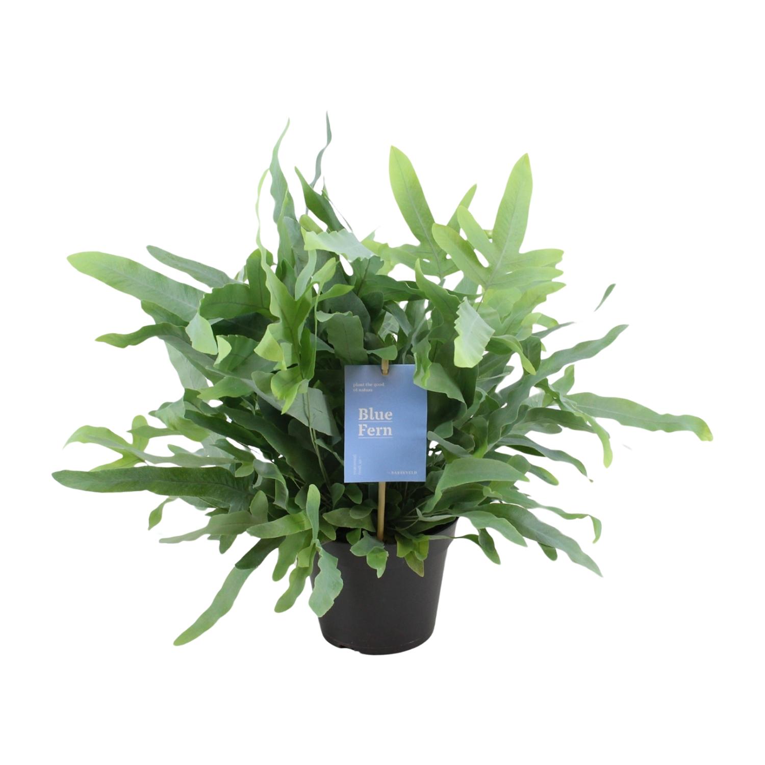 Phlebodium Blue Fern en pot Ø14cm  Hauteur 40cm. Plante verte type Phlebodium Blue Fern, livrée en pot, idéale pour intérieur lumineux.