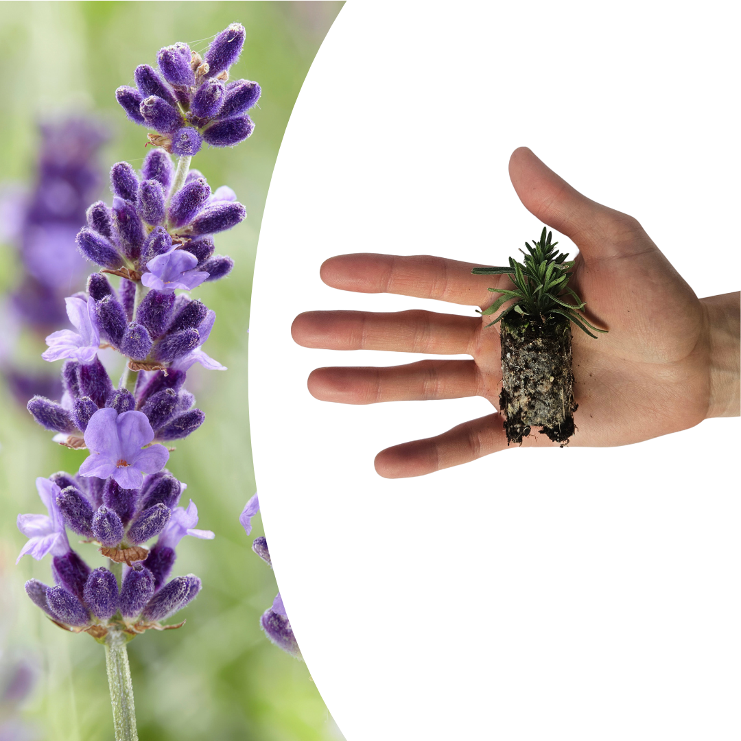 Lavandula 'Hidcote'  6 Pluggen | Kweek & Geniet van Prachtige Lavendel en pot. Plante verte type Lavandula 'Hidcote'  6 Pluggen | Kweek & Geniet van Prachtige Lavendel, livrée en pot, idéale pour intérieur lumineux. – Image 2