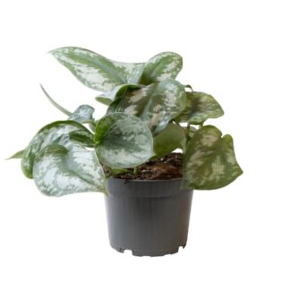 Philodendron Scandens Pictus Trebie en pot Ø12cm  Hauteur 22cm. Plante verte type Philodendron Scandens Pictus Trebie, livrée en pot, idéale pour intérieur lumineux.