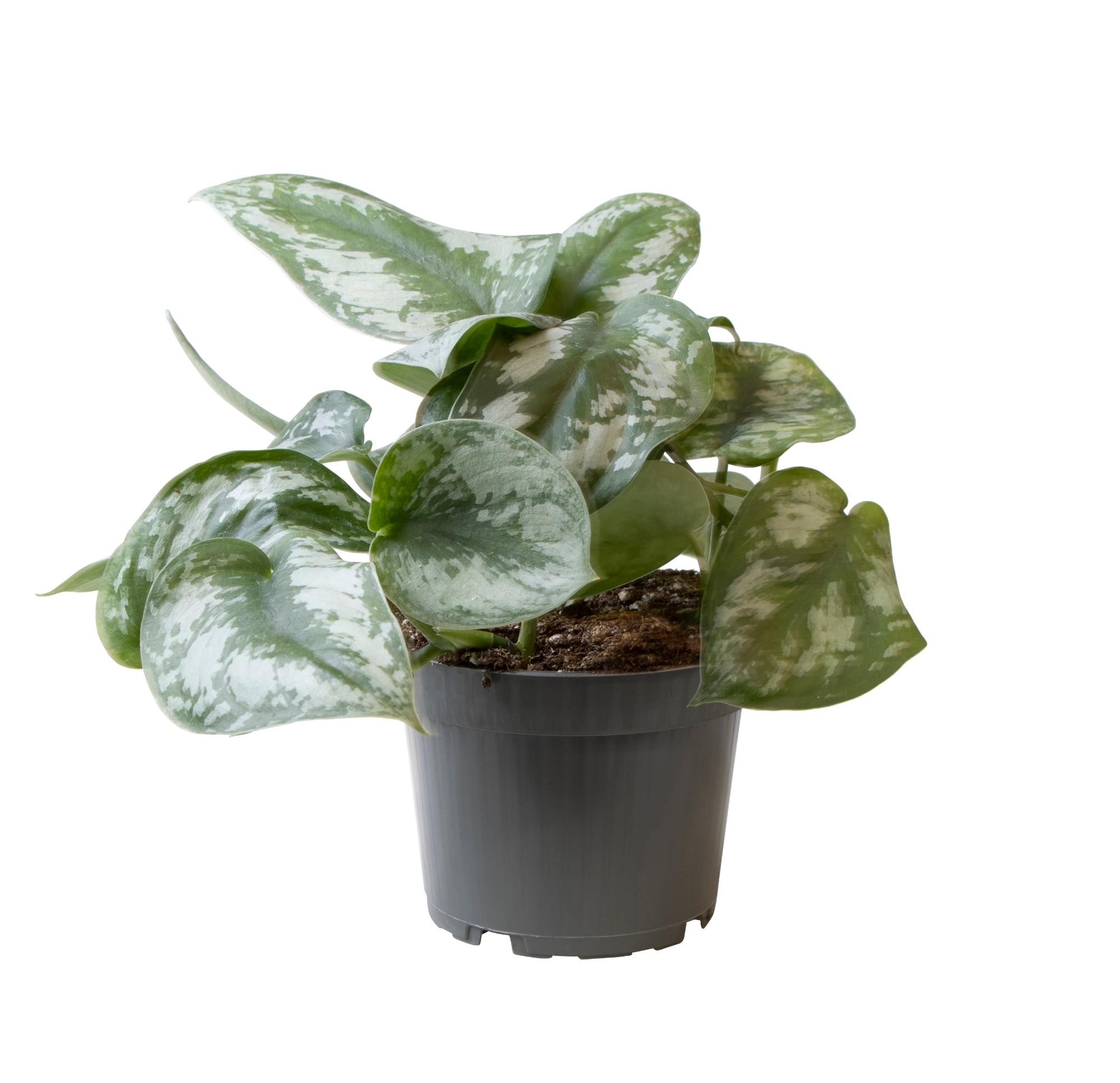 Philodendron Scandens Pictus Trebie en pot Ø12cm  Hauteur 22cm. Plante verte type Philodendron Scandens Pictus Trebie, livrée en pot, idéale pour intérieur lumineux.